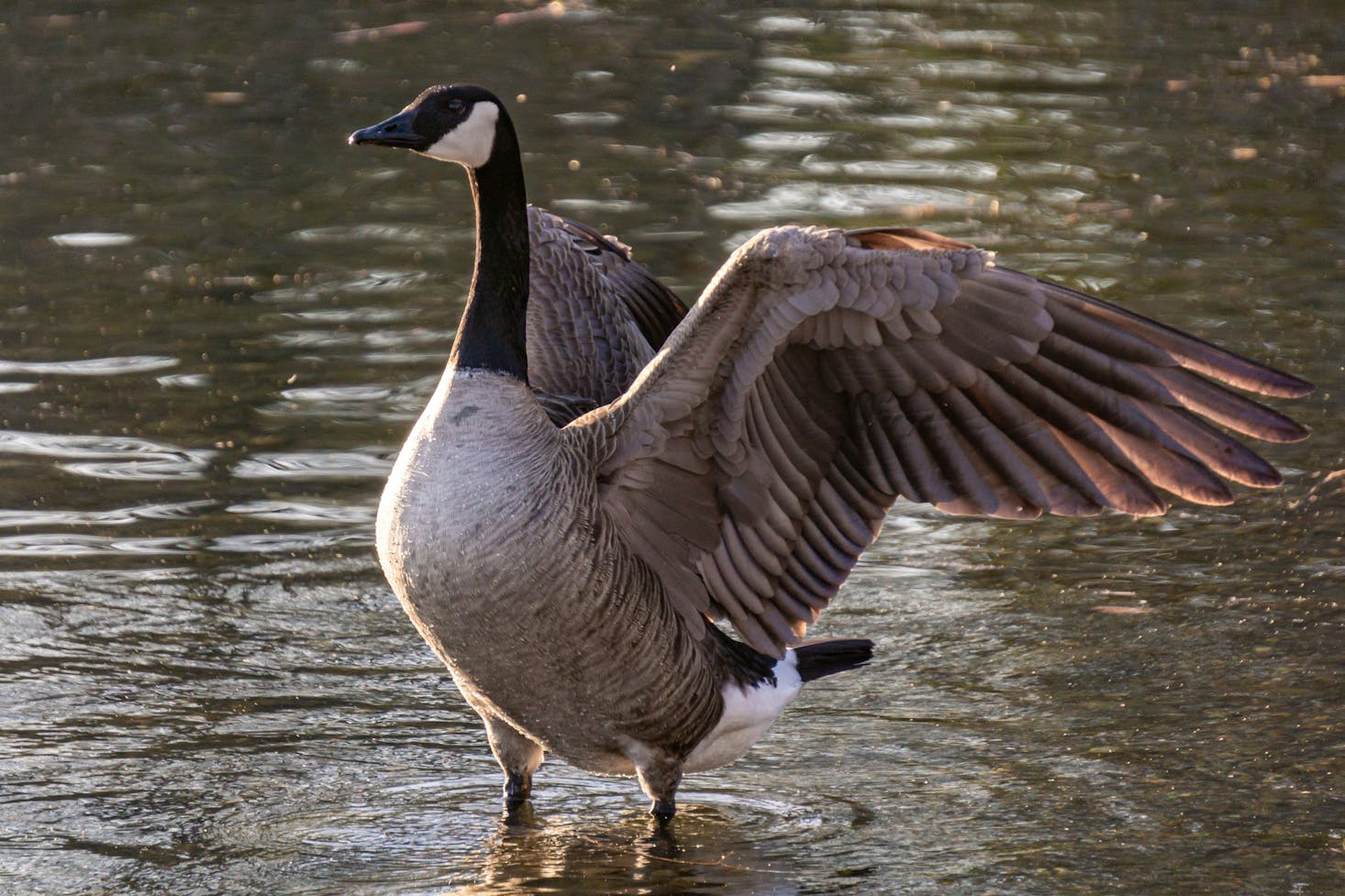 Goose at Sailor Bar in Fair Oaks, California