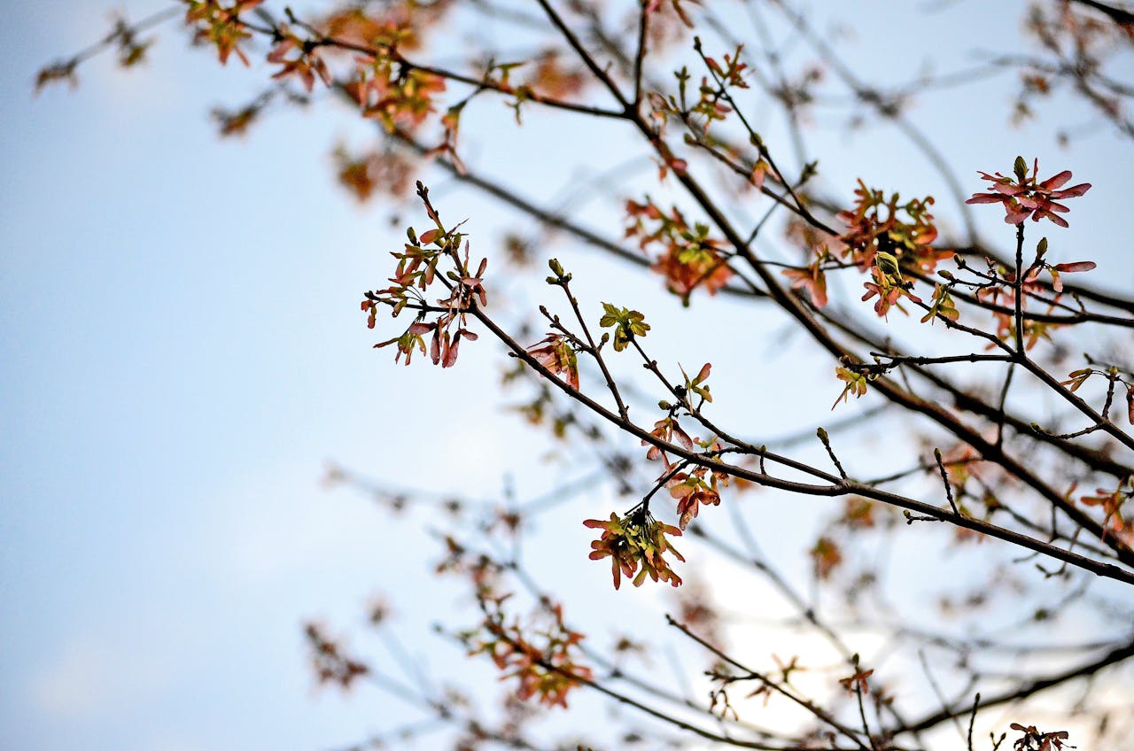 Delicate branches with emerging autumn leaves reach towards the clear sky of Augusta.