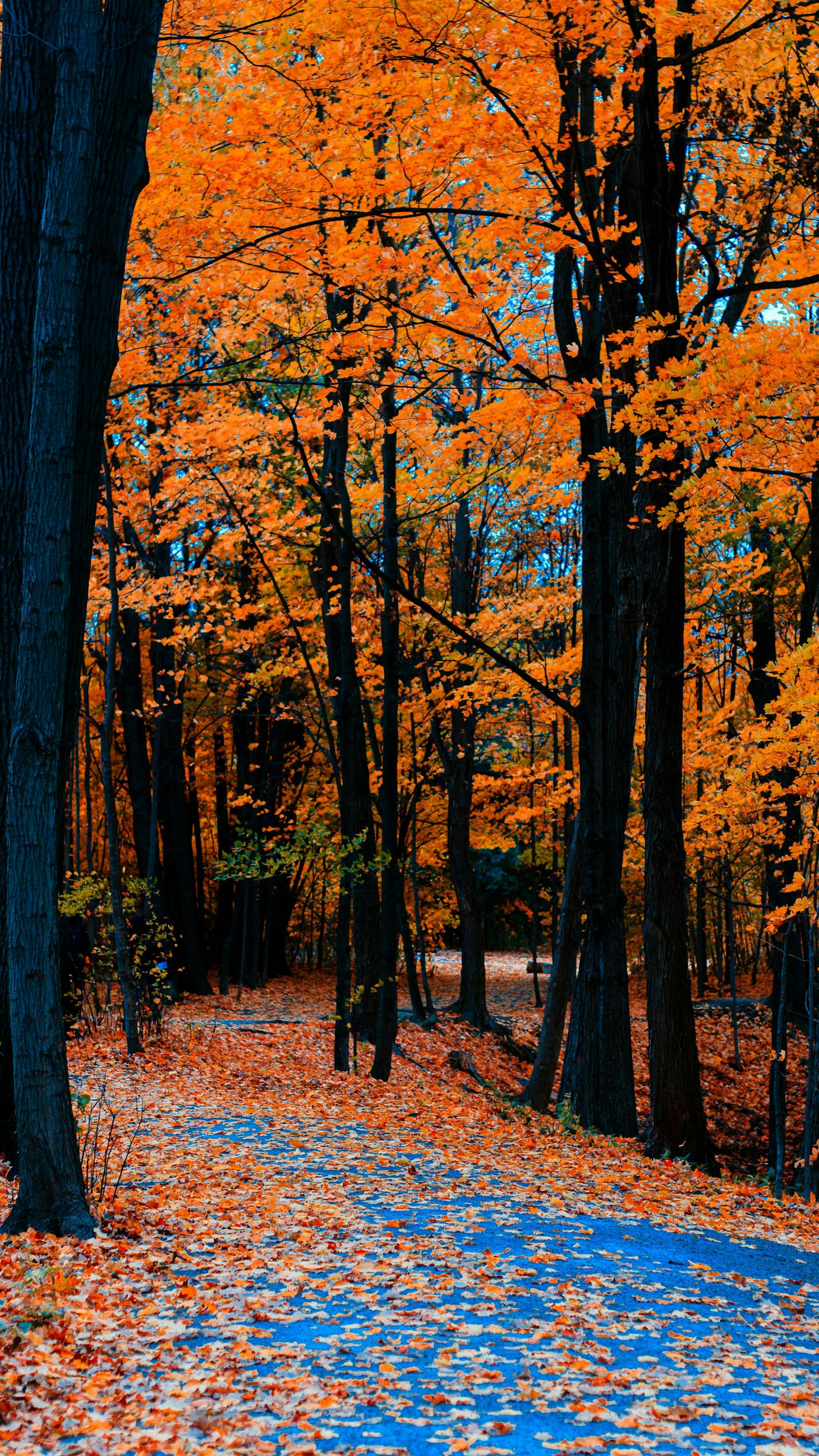 A serene forest pathway covered in vibrant autumn leaves will delight your eyes in North York.