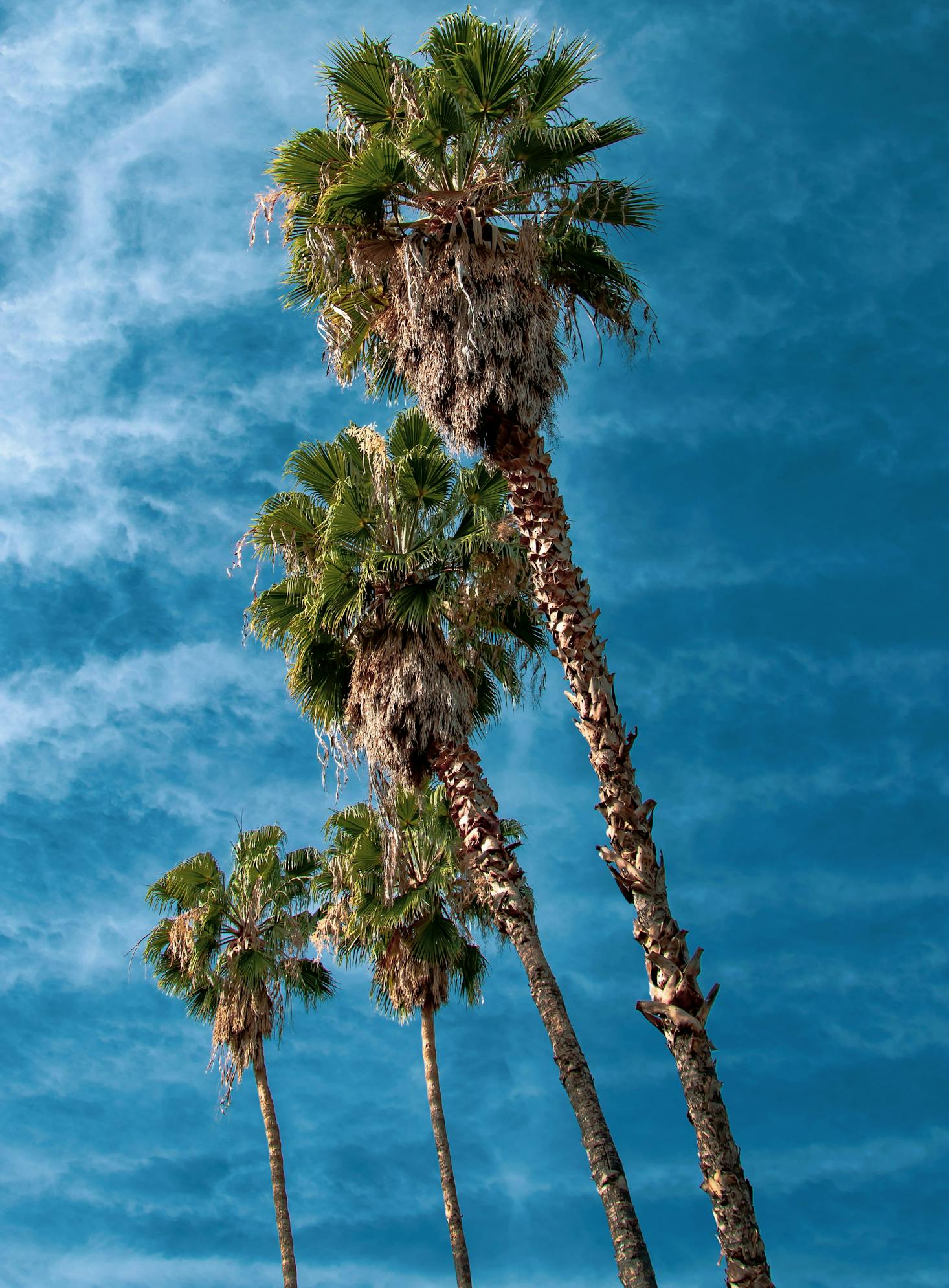 Towering palm trees against a vivid blue sky.