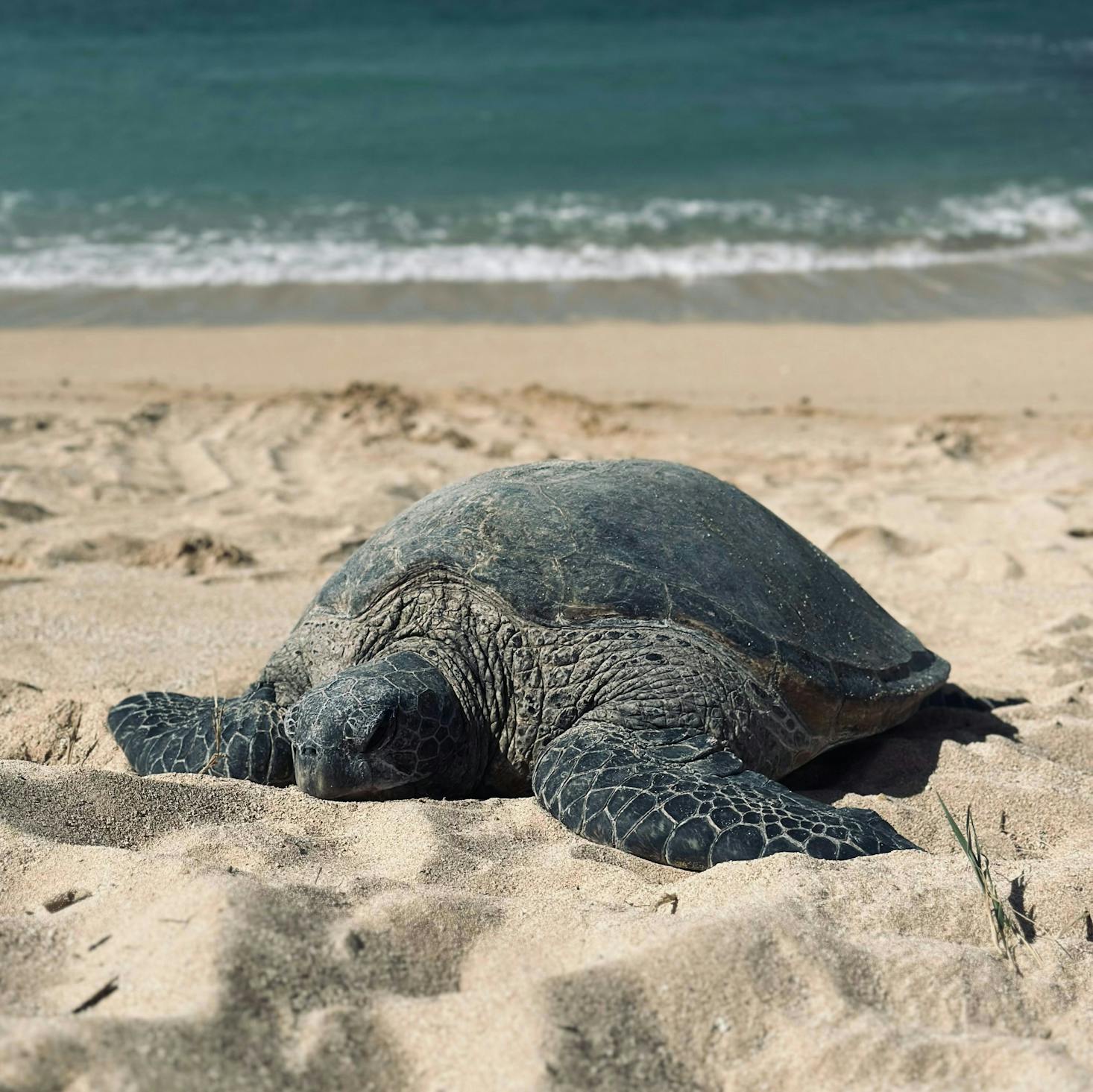 A green turtle laying on the beach of Kahului