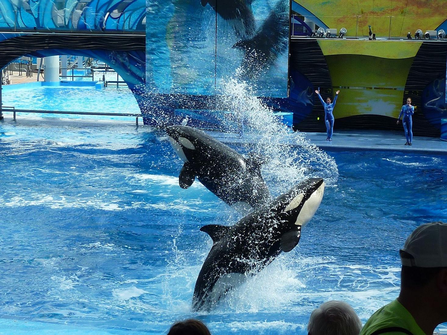 Two orcas leap out of the water in a synchronized performance at a SeaWorld San Diego how