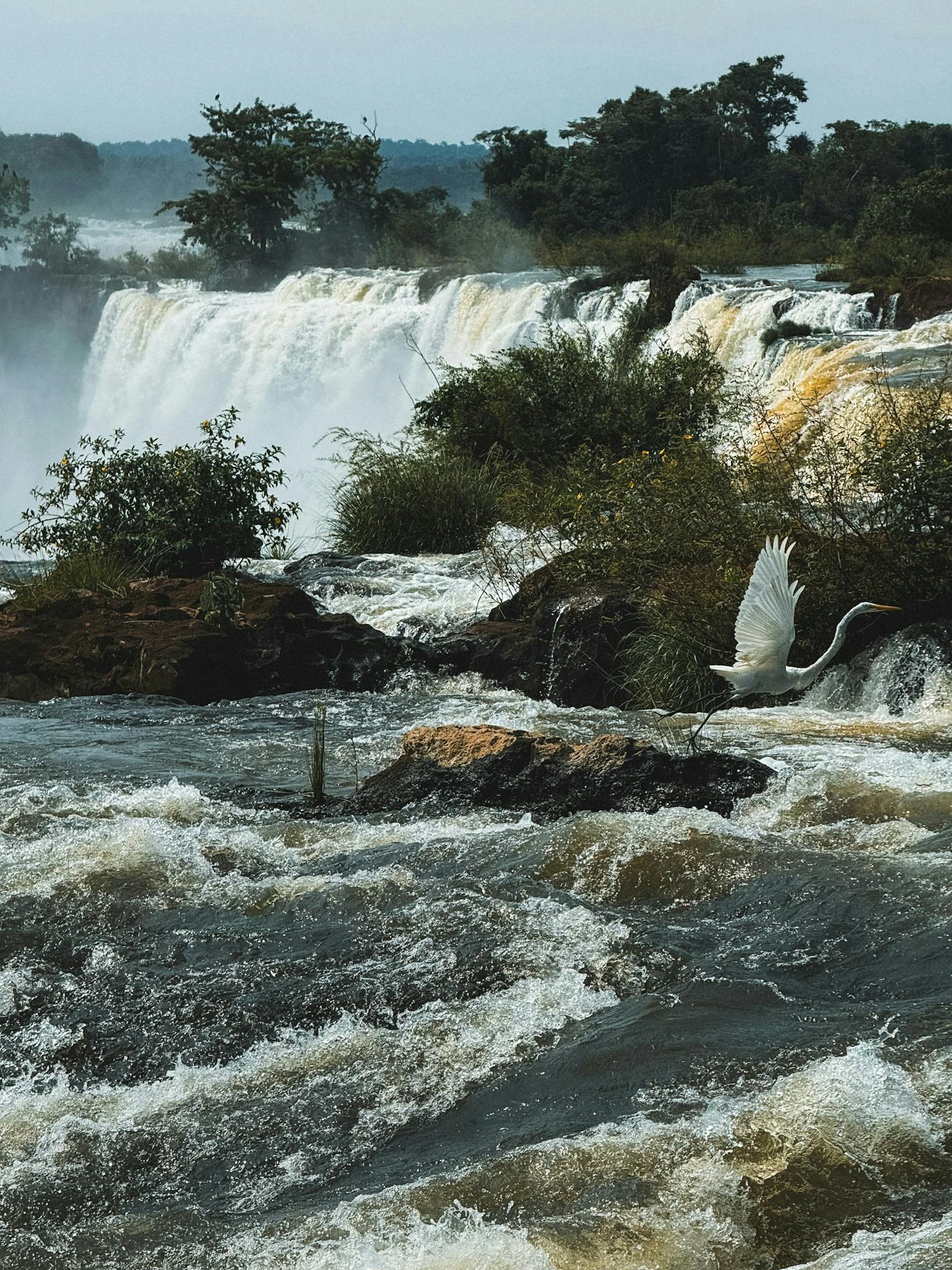 A majestic bird flying in front of the Iguazu Falls in Puerto Iguazu