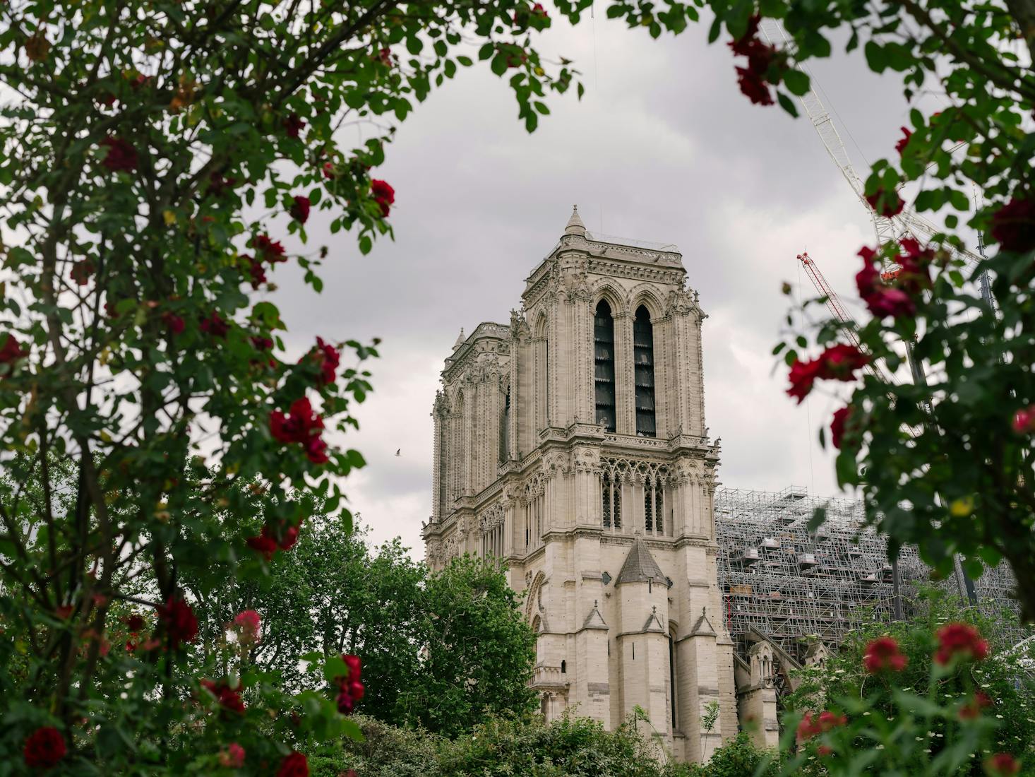 Vue sur Notre Dame de Paris à travers des fleurs rouges et des feuilles vertes.