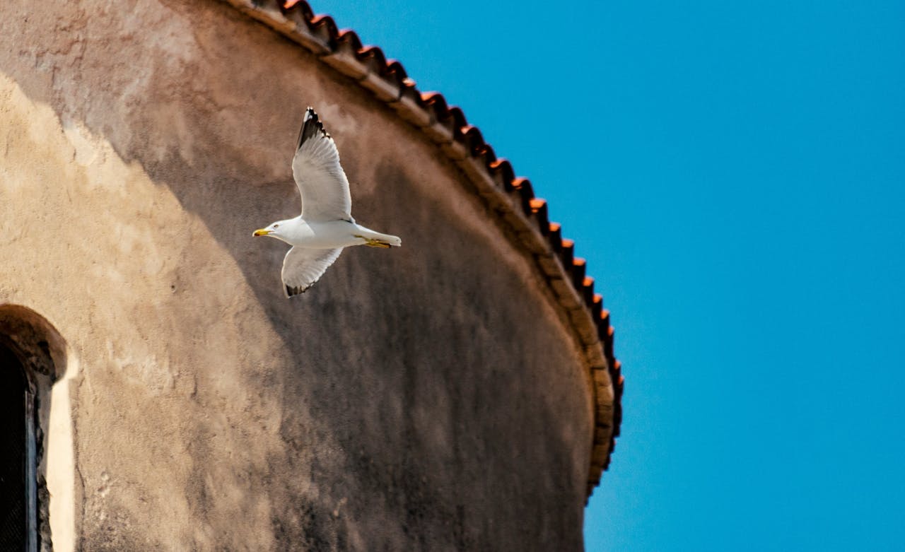 oiseau volant à proximité d'un bâtiment  Zadar