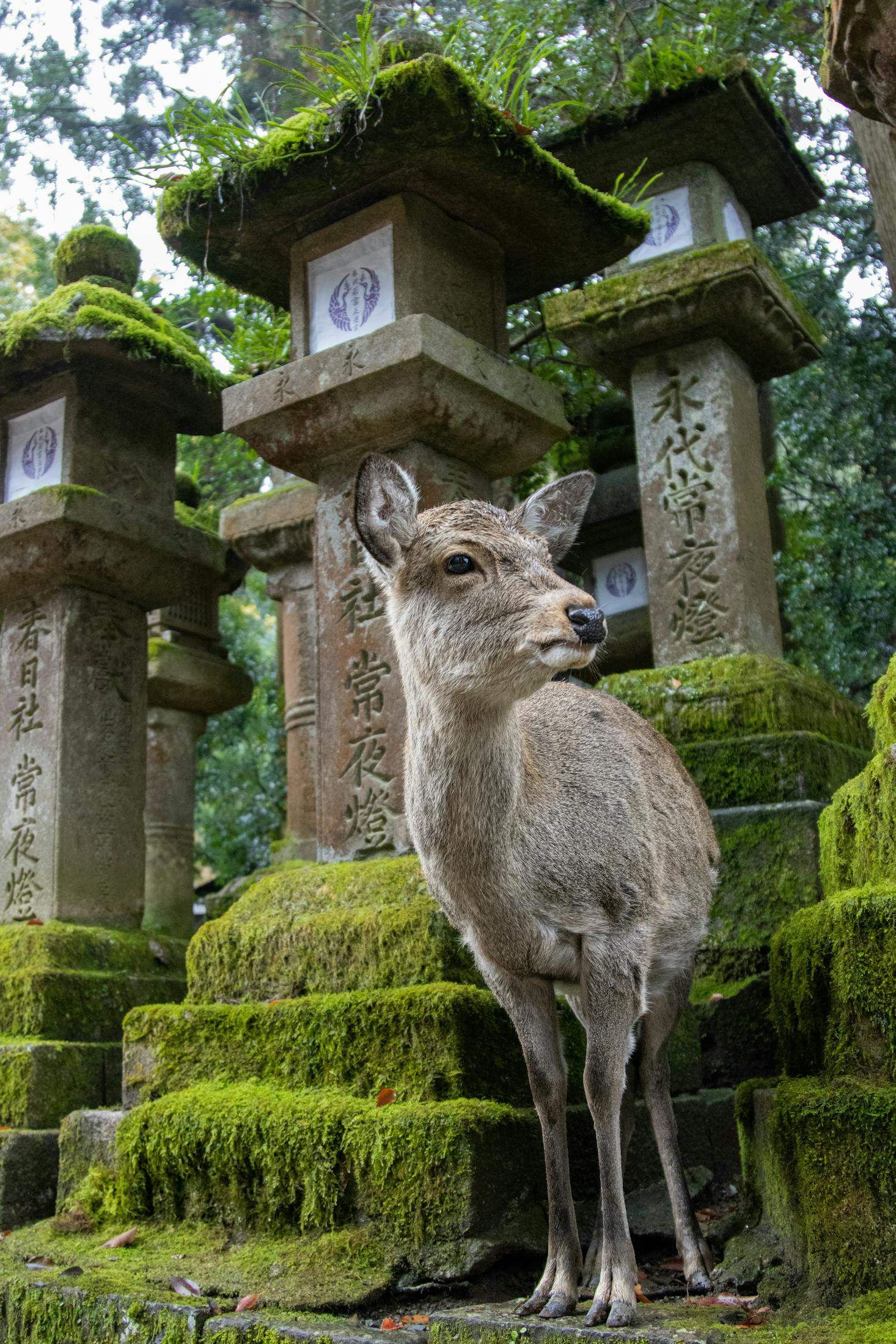 奈良で、苔むした石灯籠の間に佇む穏やかな鹿。