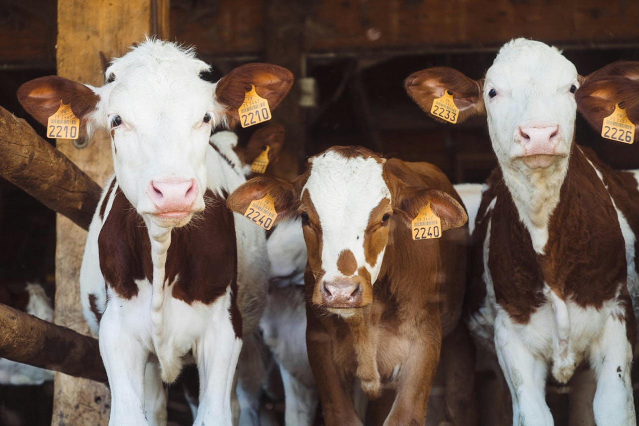 Three healthy brown-white cows showcased at EuroTier 2024 trade show, highlighting advancements in livestock farming