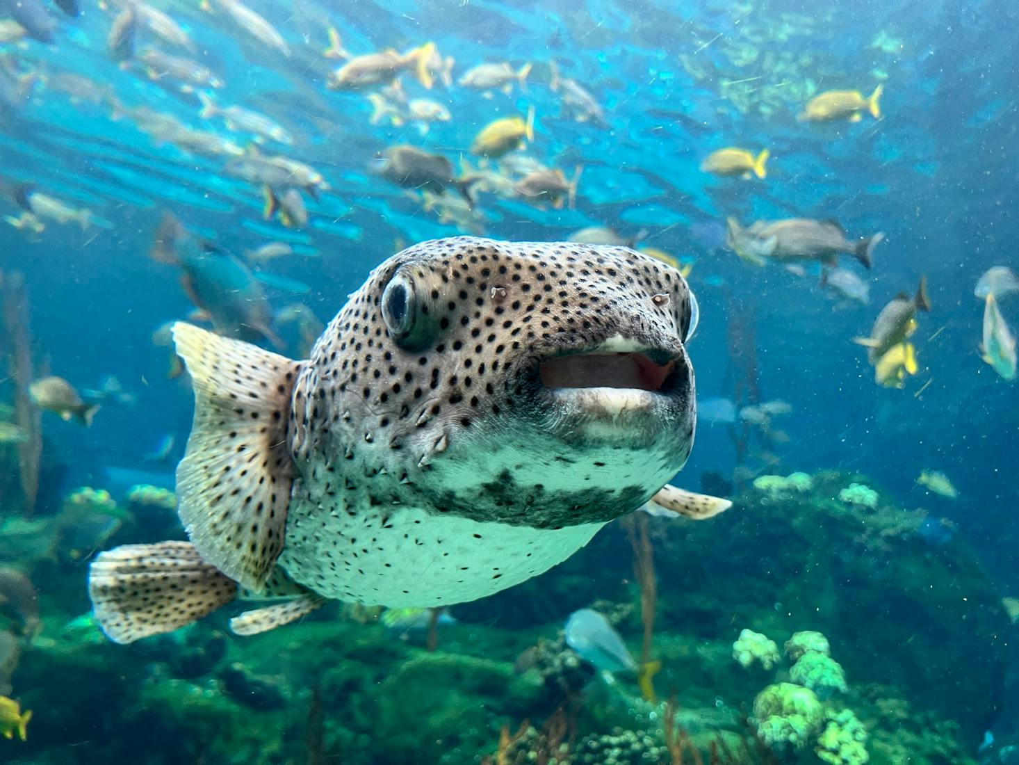 Close-up of a spotted fish swimming in an aquarium with other fish in the background