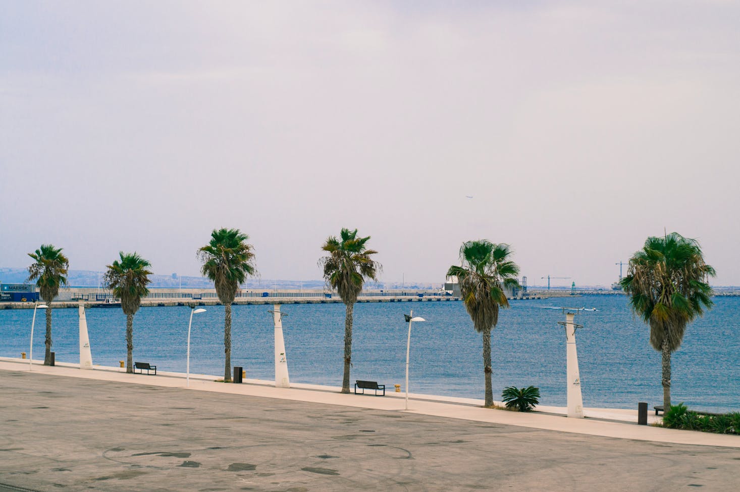 Passeggiata lungomare con palme in fila a Alicante, Spagna