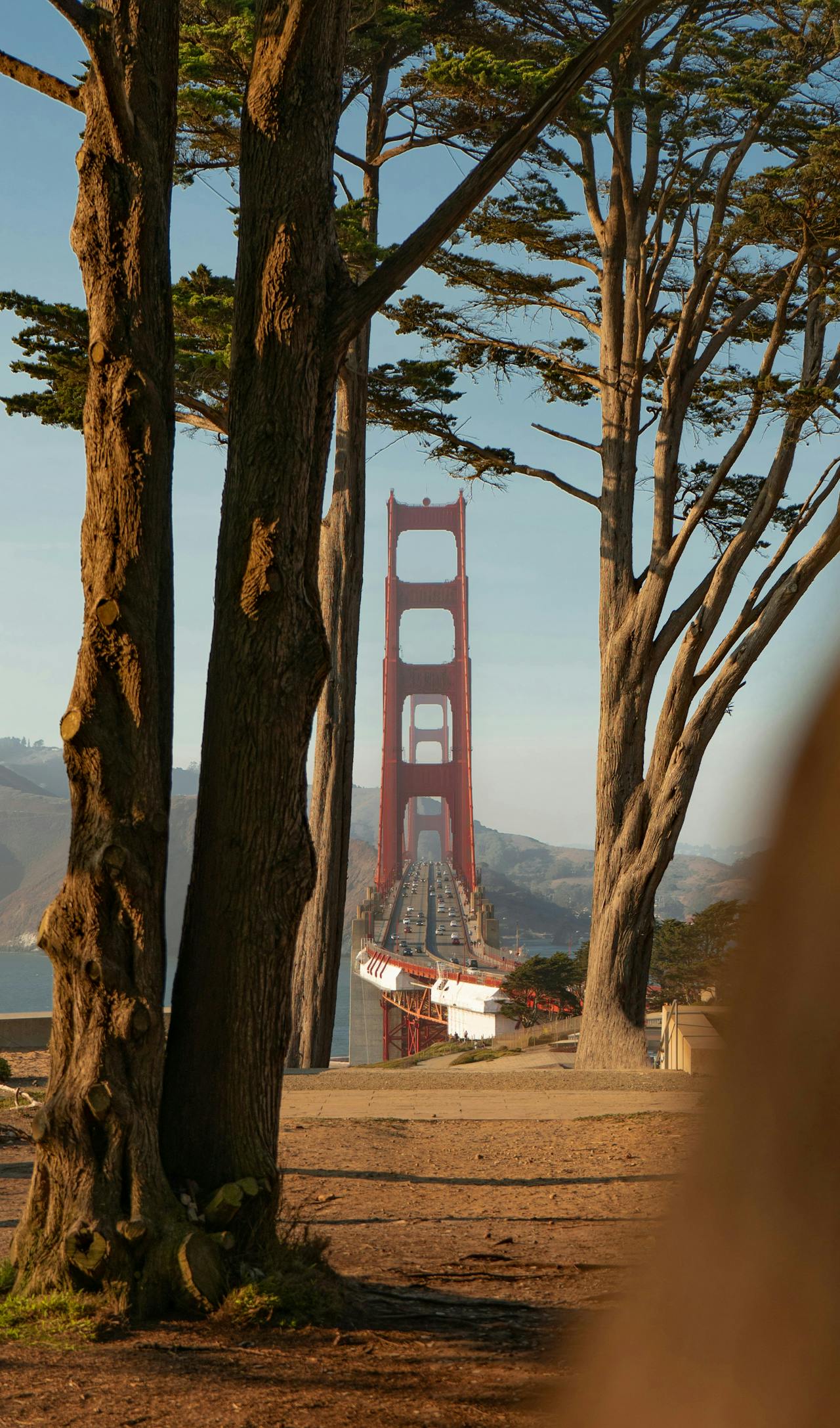 Vue sur le pont de Francisco entre les arbres à San Francisco, USA