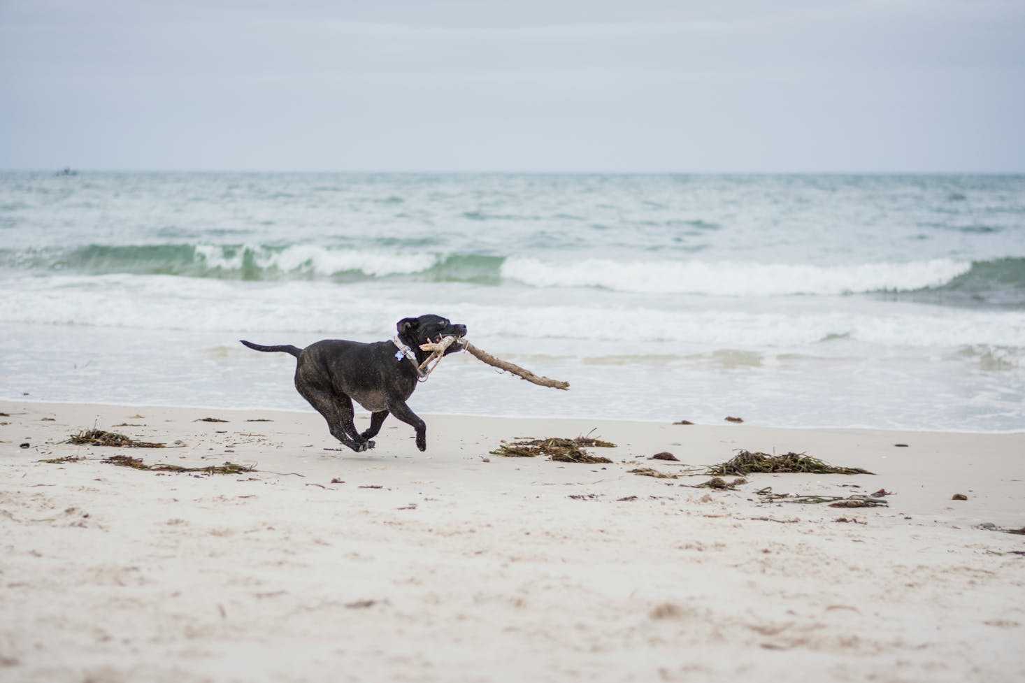 A dog carrying a stick and running on Christies Beach near Adelaide