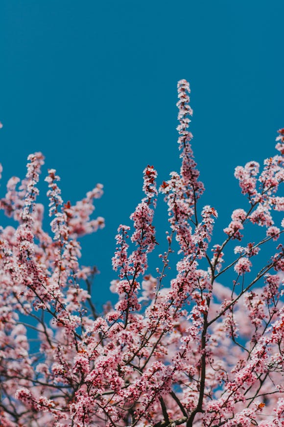 Pink cherry blossom tree under a clear blue sky