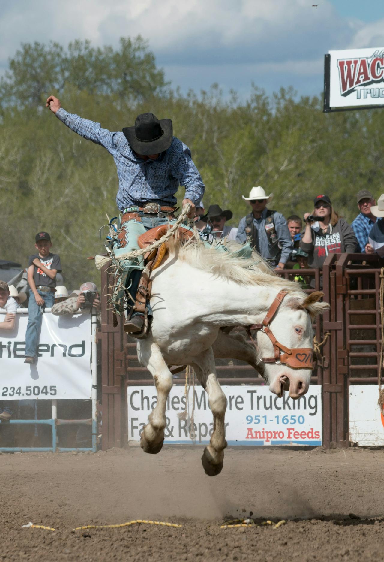 Cowboy in blue jacket riding a white horse with spectators cheering in the background during daytime