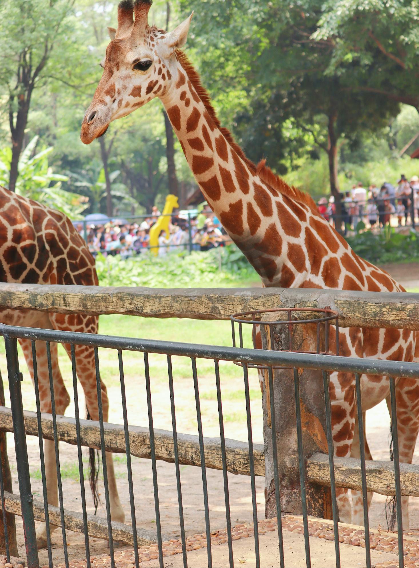 A giraffe by a fence at San Diego Zoo