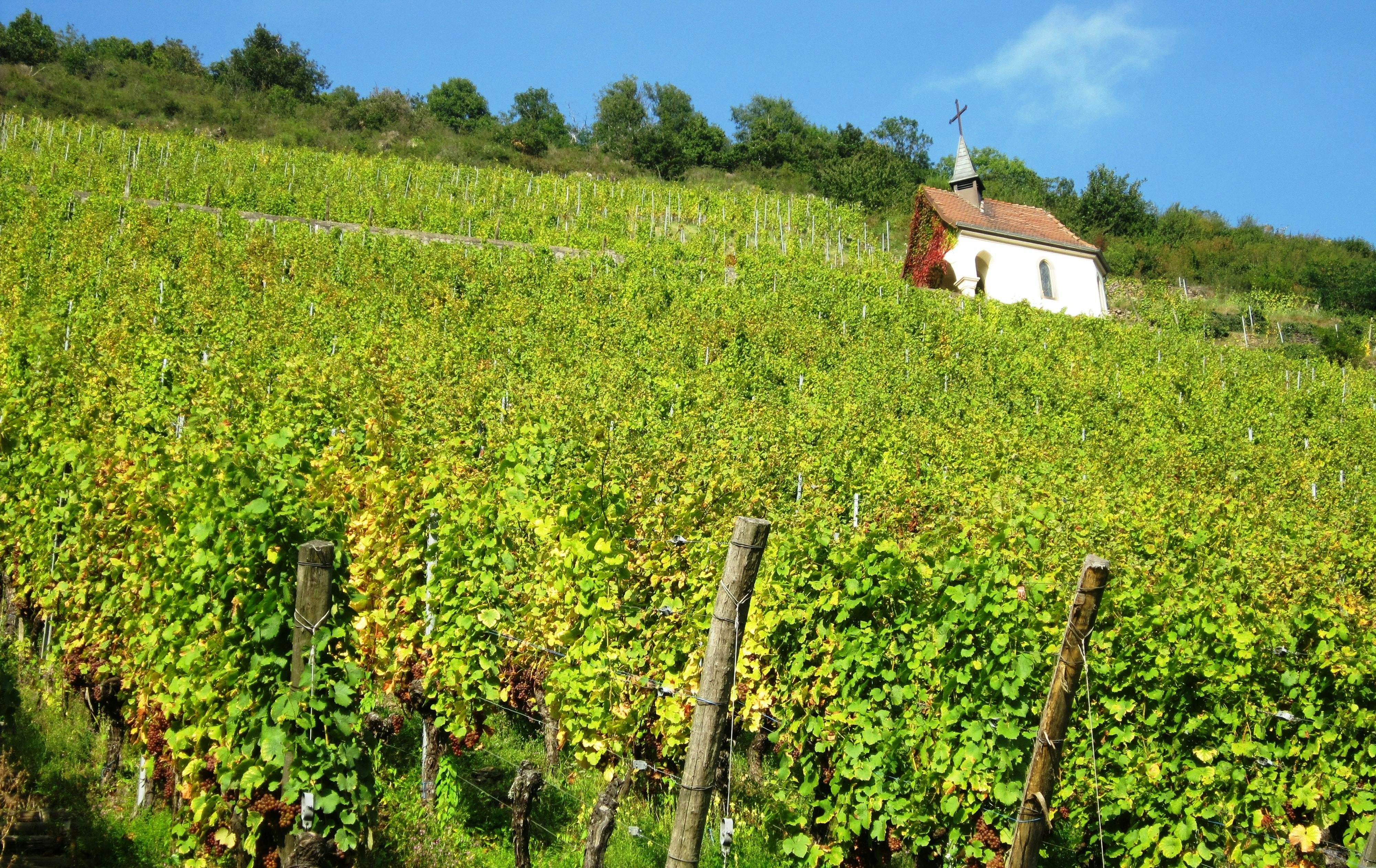 Alsace Wine Route through Strasbourg