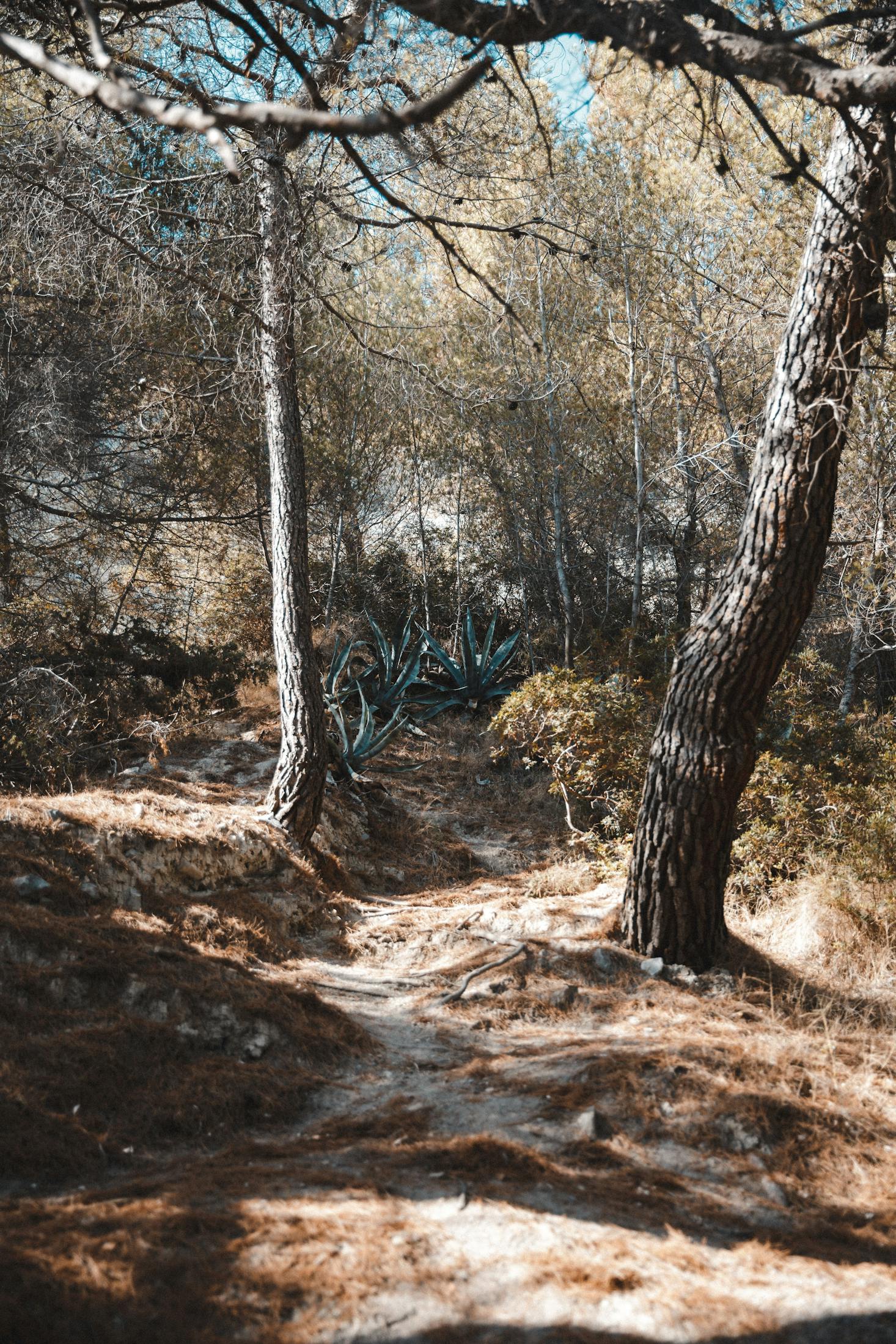 Forest hiking in Split, Croatia