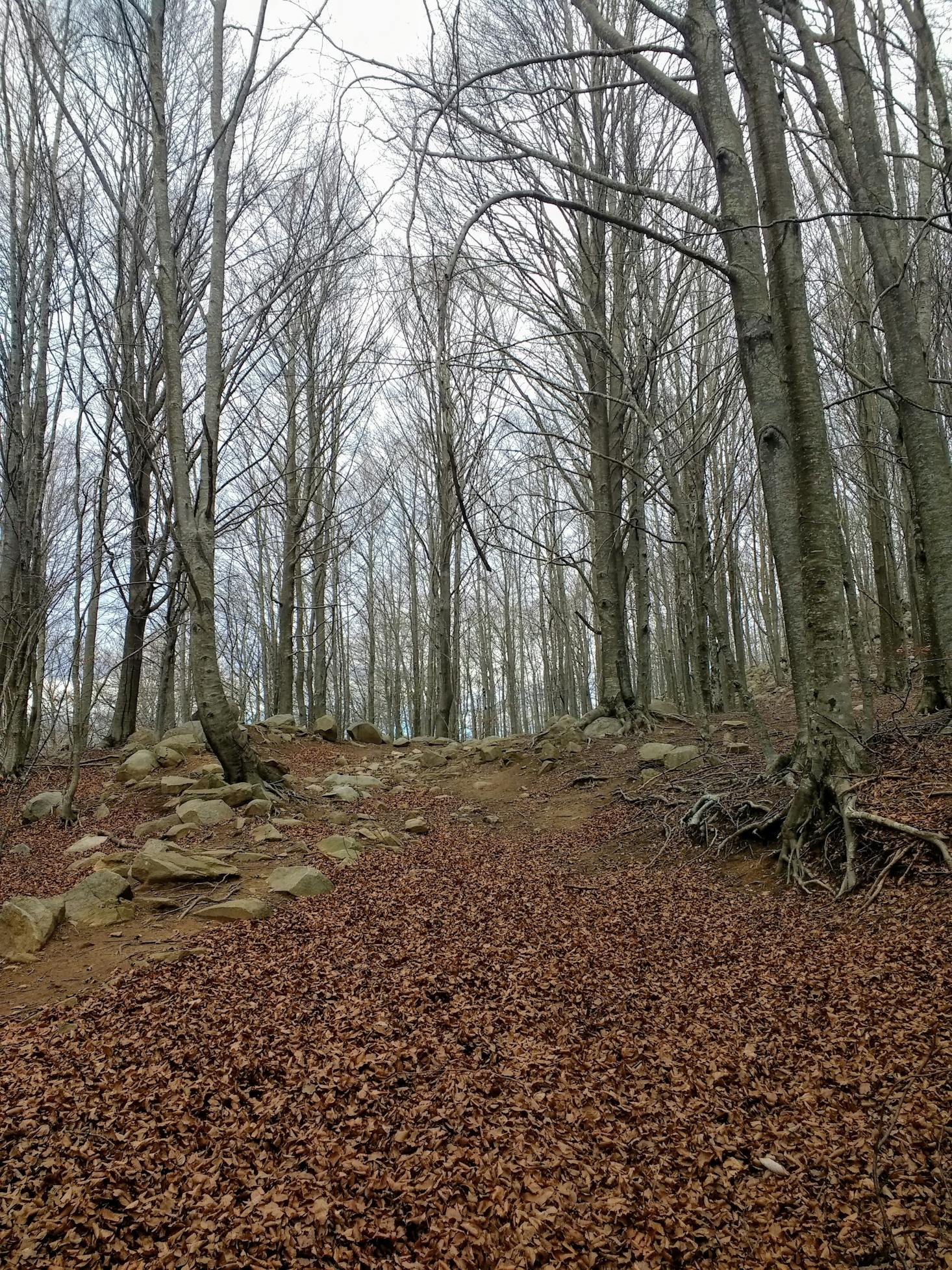 Woods near Barcelona, Spain