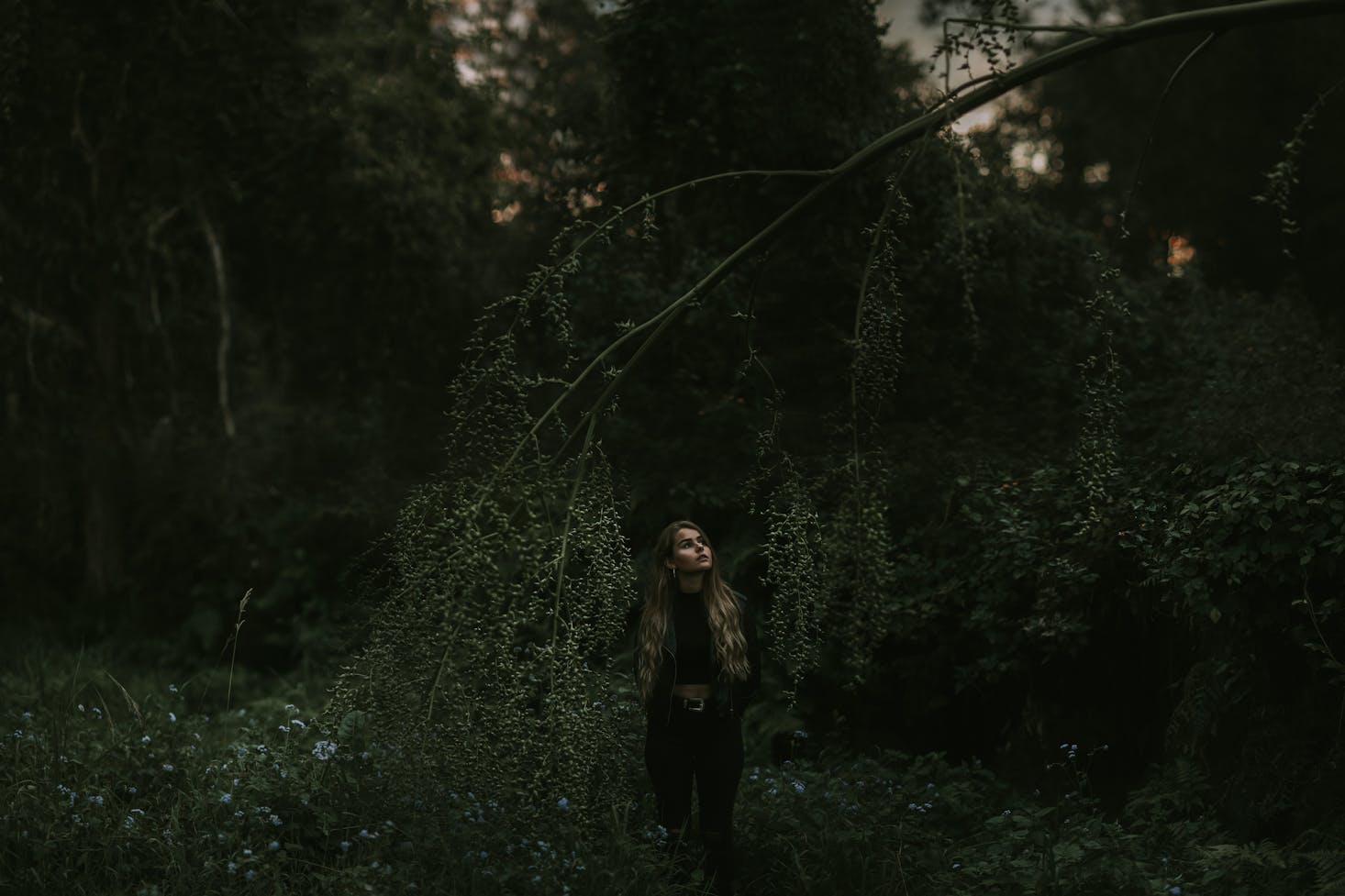 Forest in Brisbane