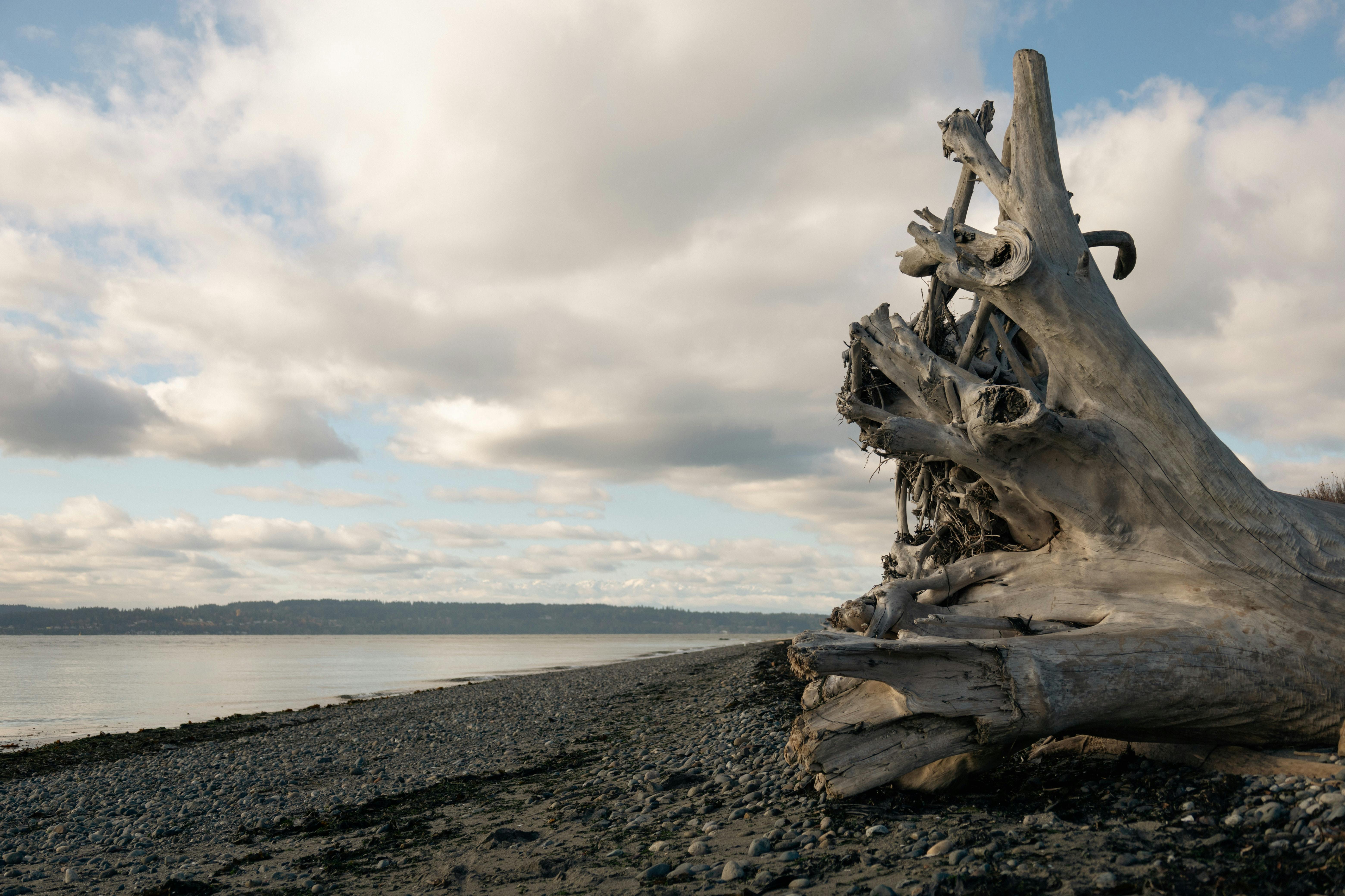 Discovery Park beach near Seattle
