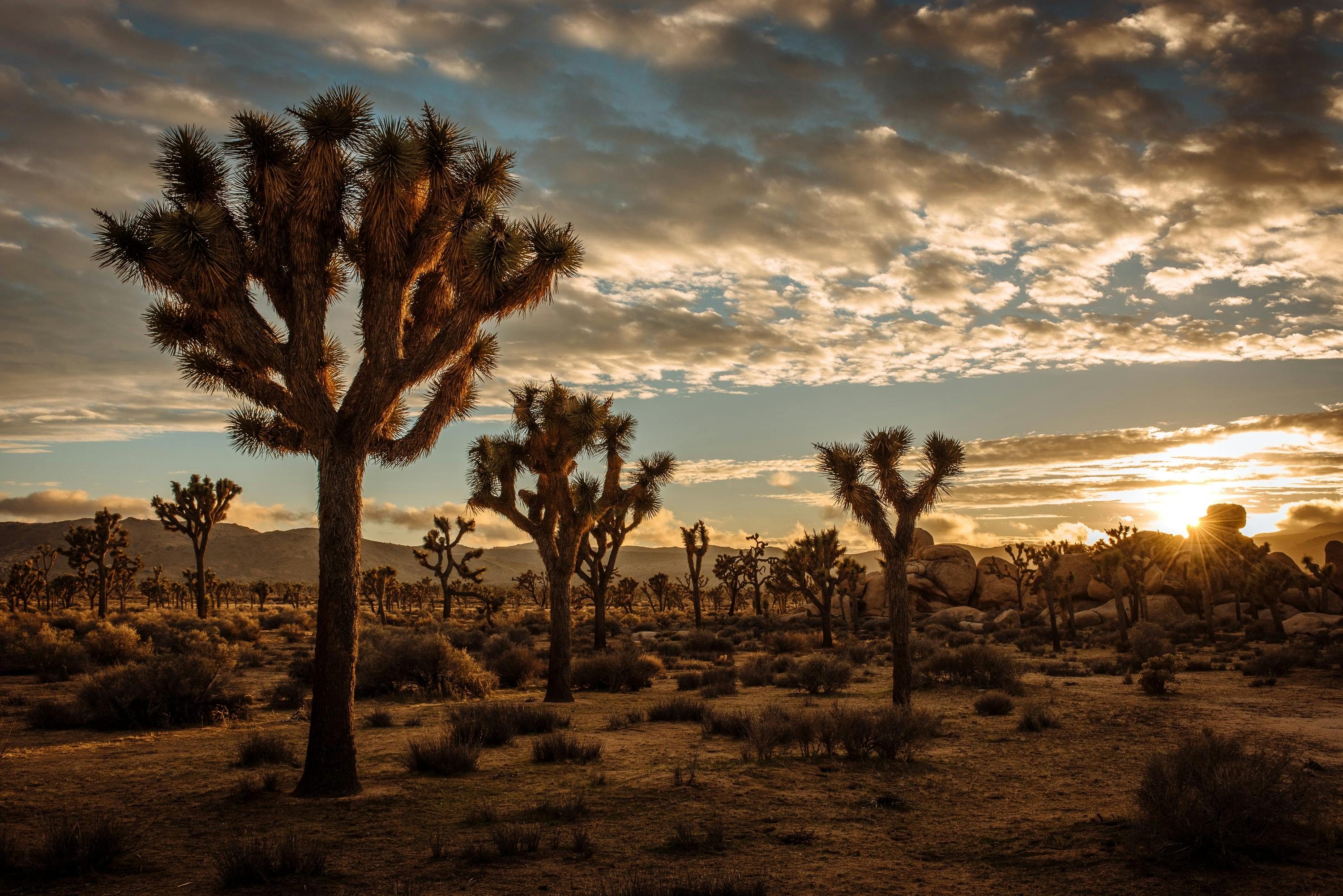 Day trips from LA to Joshua Tree