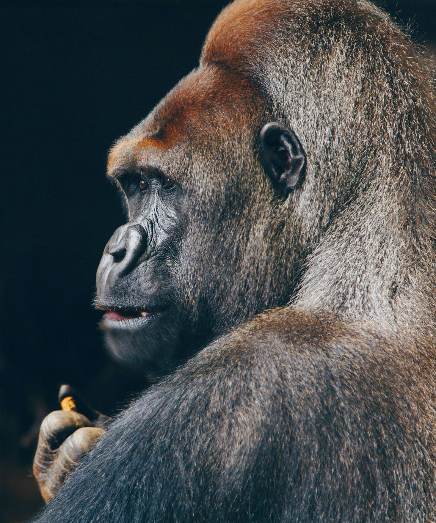 An adult gorilla at the Lincoln Park Zoo in Chicago