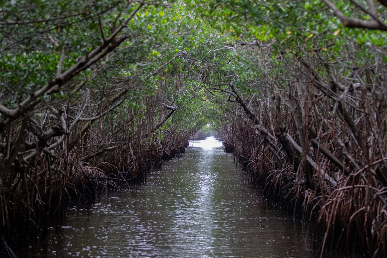 Day trip from Orlando to the Everglades