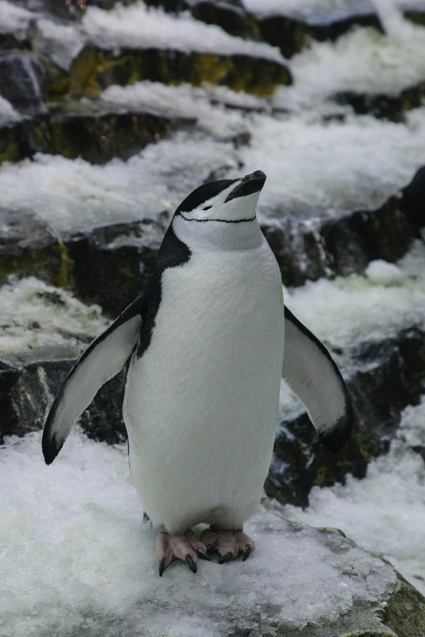 A penguin in an enclosure at SeaWorld Orlando where you can easily find nearby luggage storage