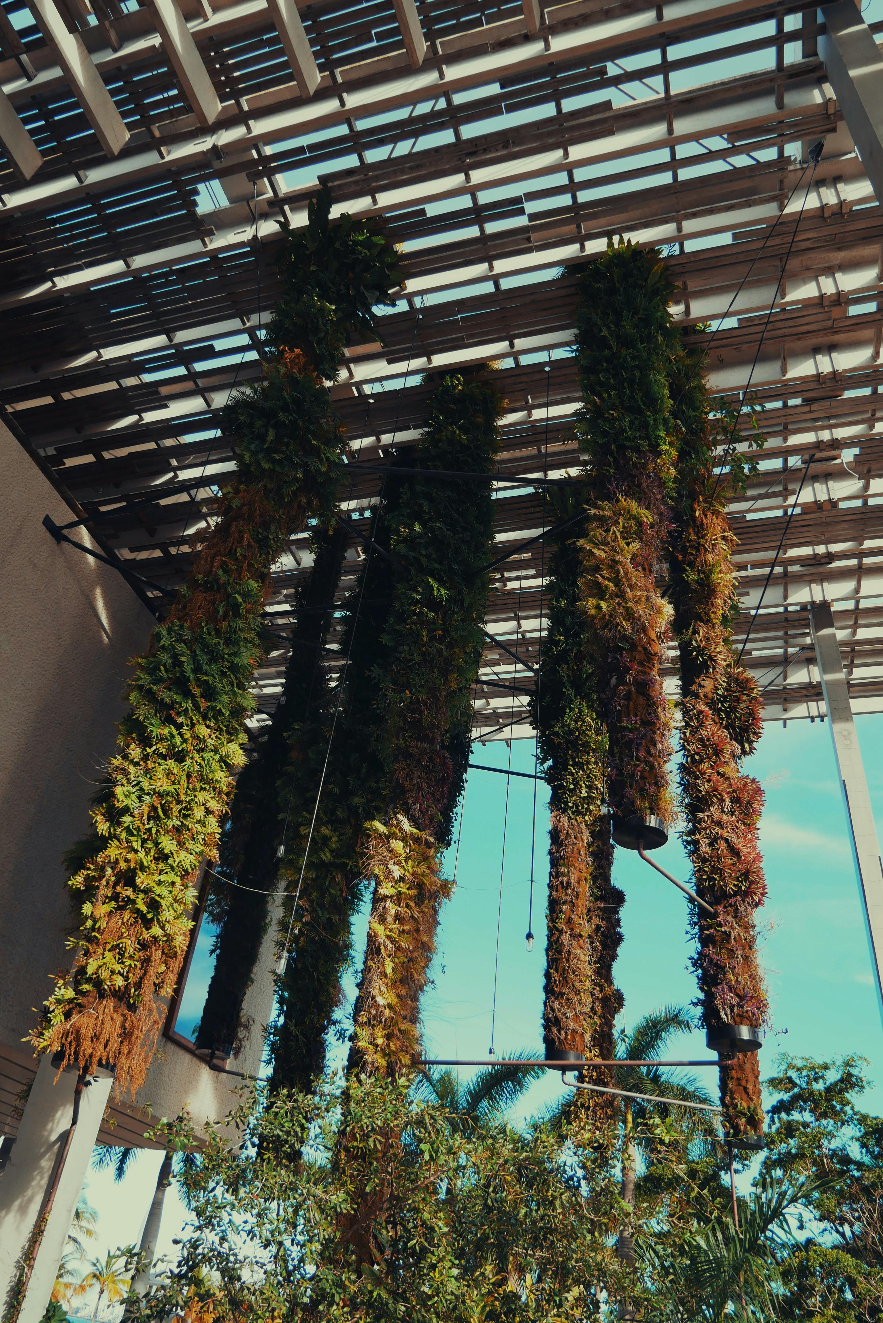 Plants at a Miami Museum