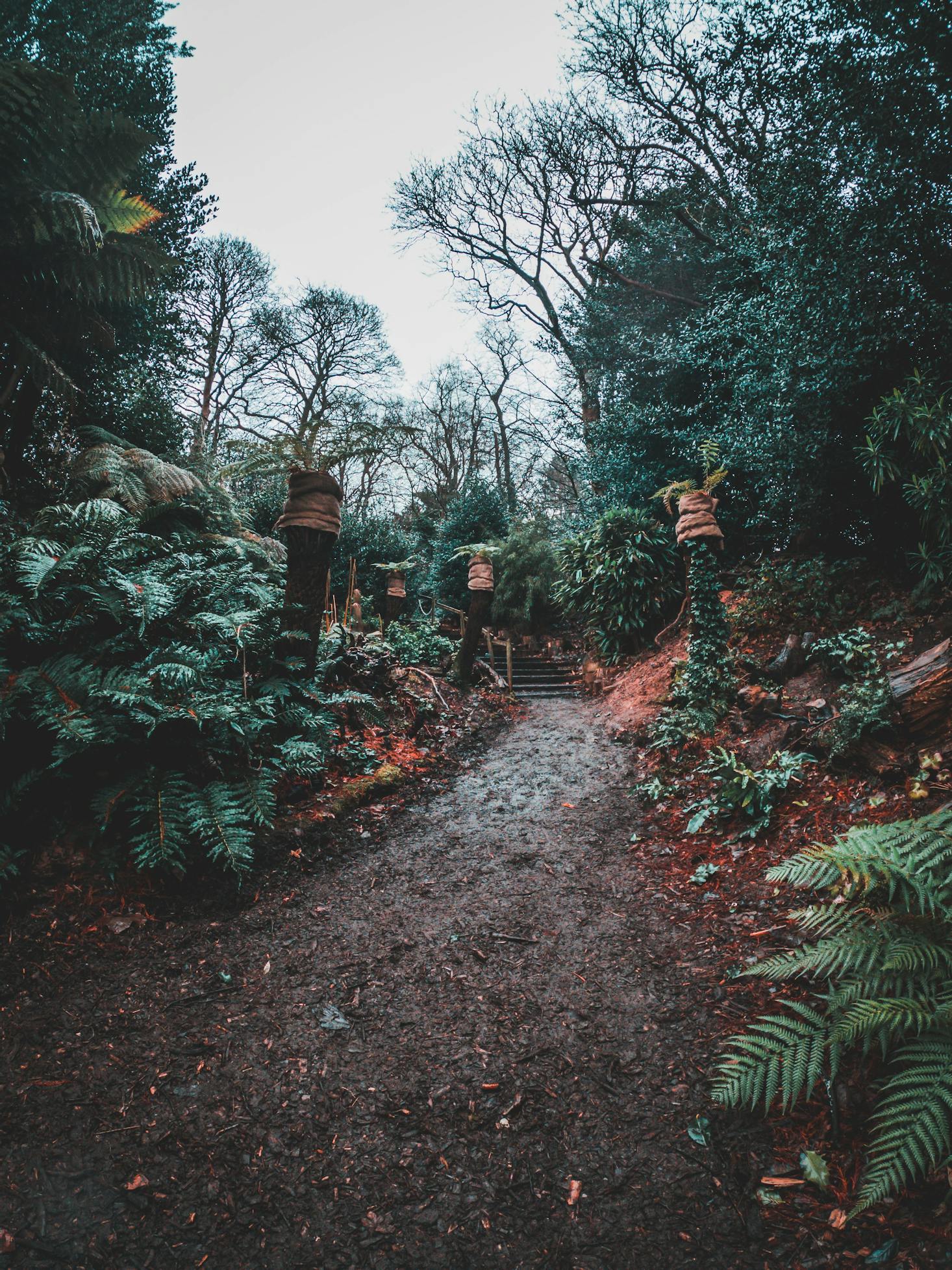 Forest walks in Birmingham, UK