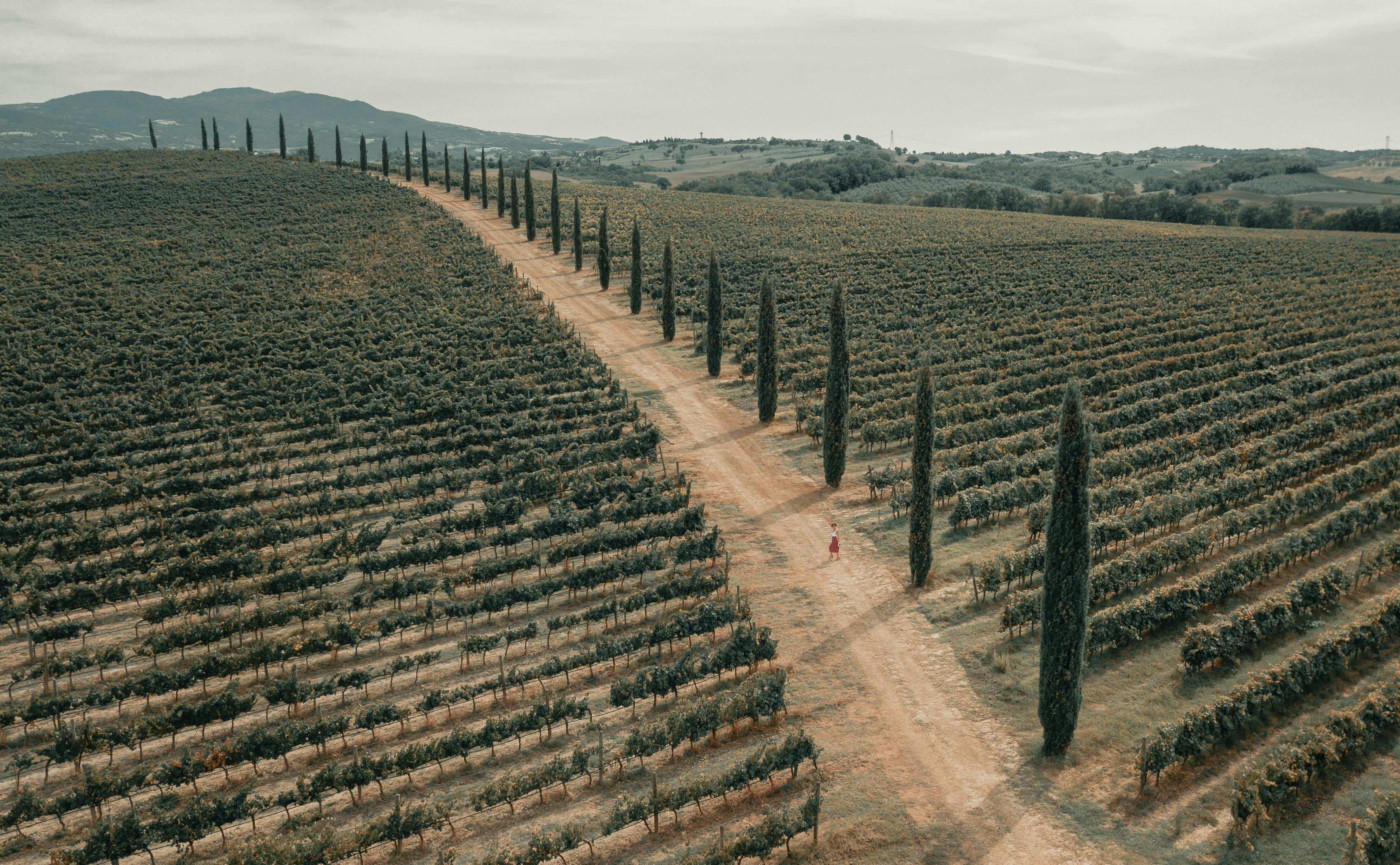 Vineyards for wine tasting in Tuscany