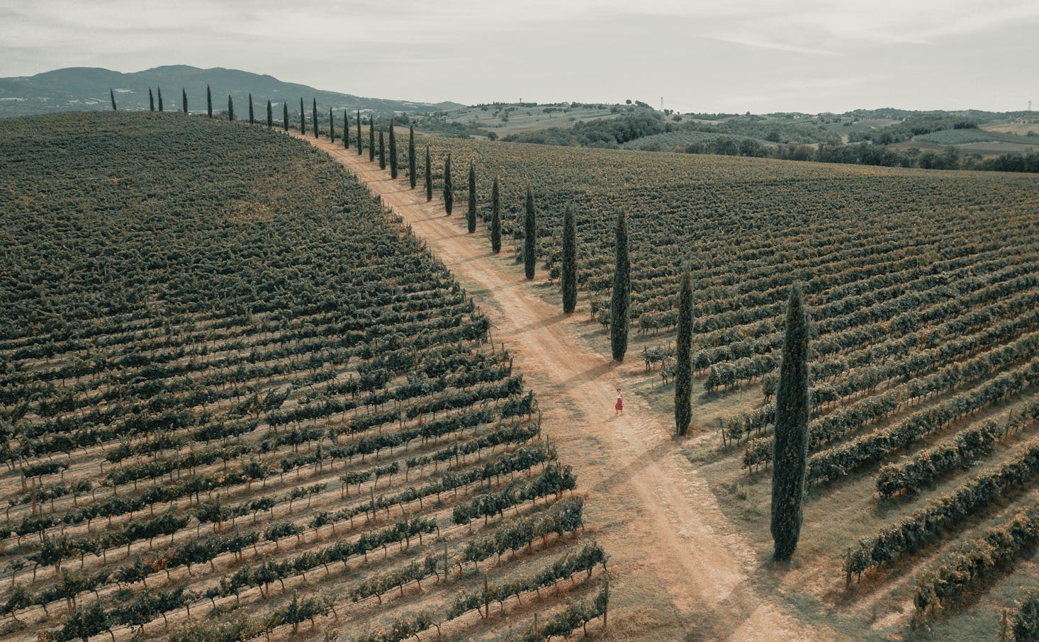 Vineyards for wine tasting in Tuscany