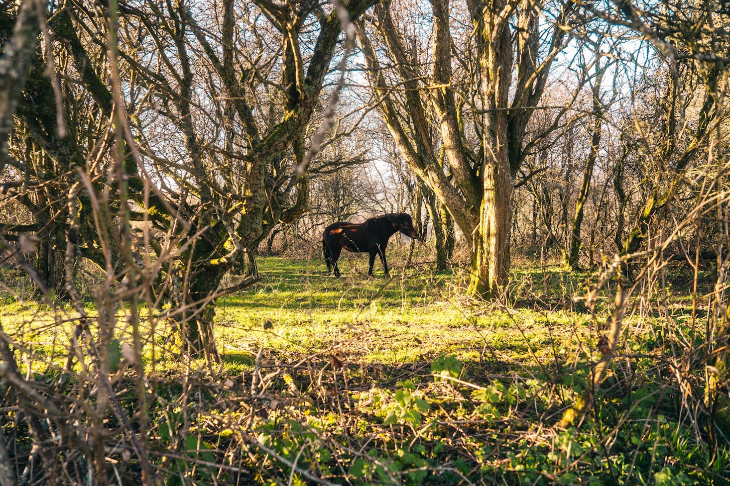 Horse pasture in Brighton
