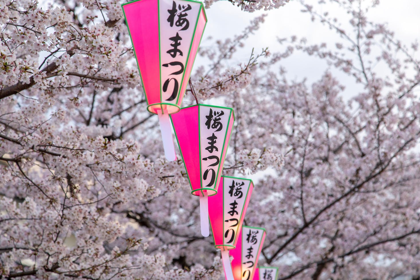 Cherry blossoms in Tokyo