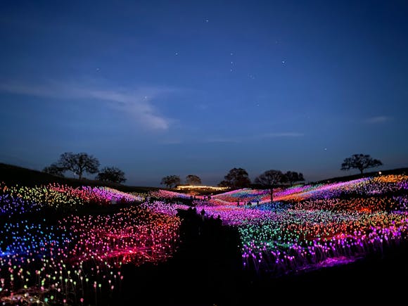 Field of vibrant colored lights illuminating a path under the starry night sky at a Lights festival