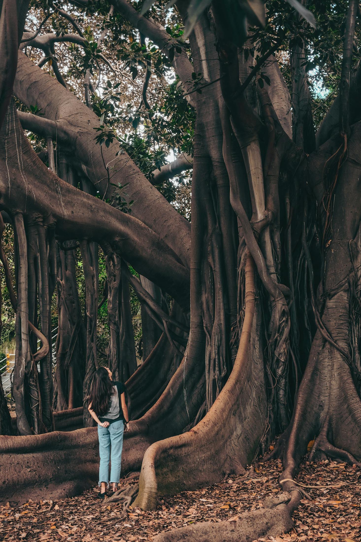 Forest in Palermo