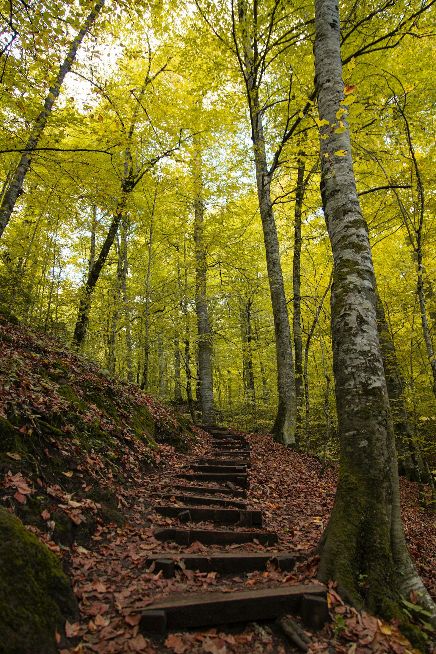 Yedigöller National Park