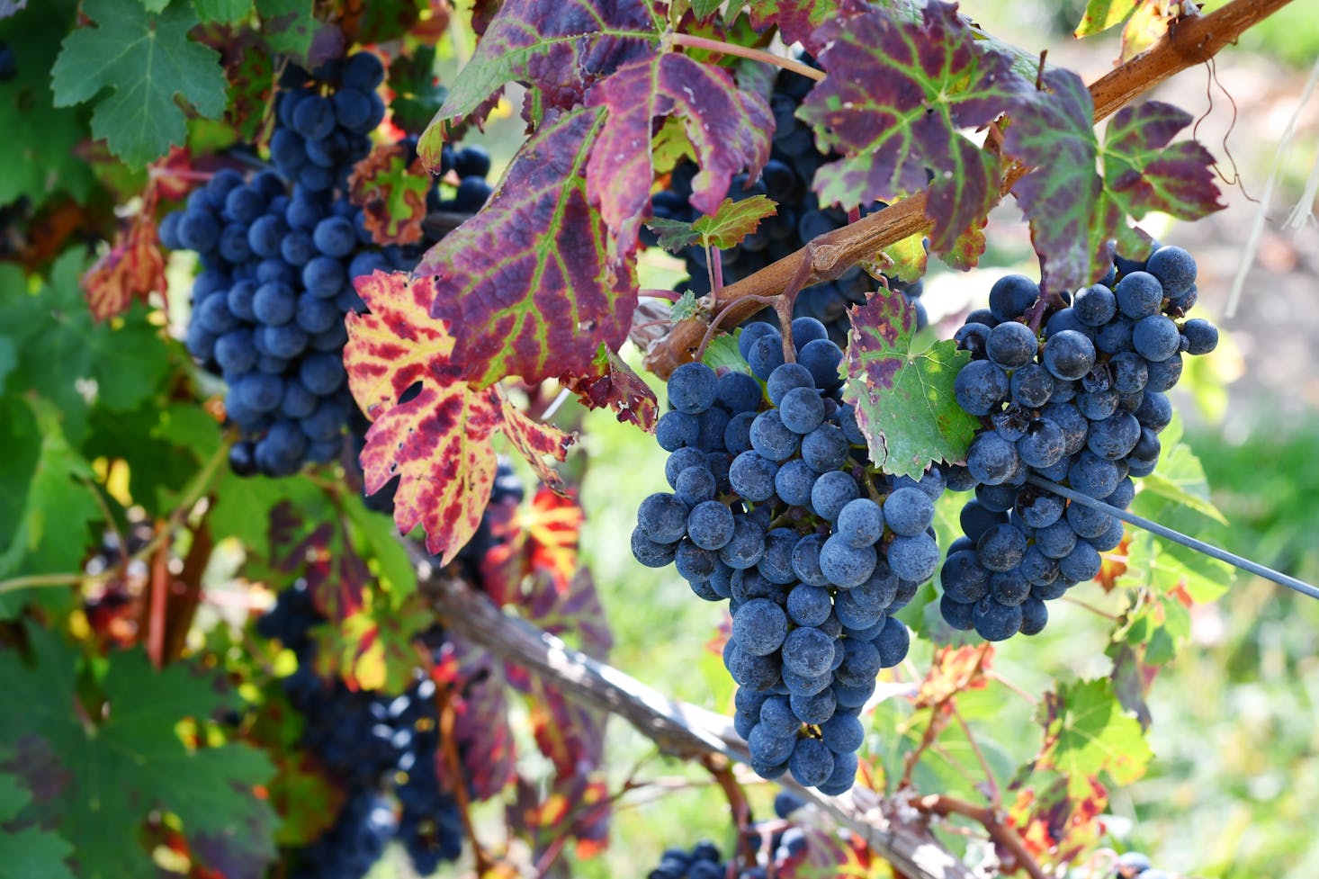 Vineyards near New York