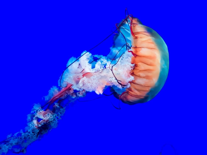 article subject image