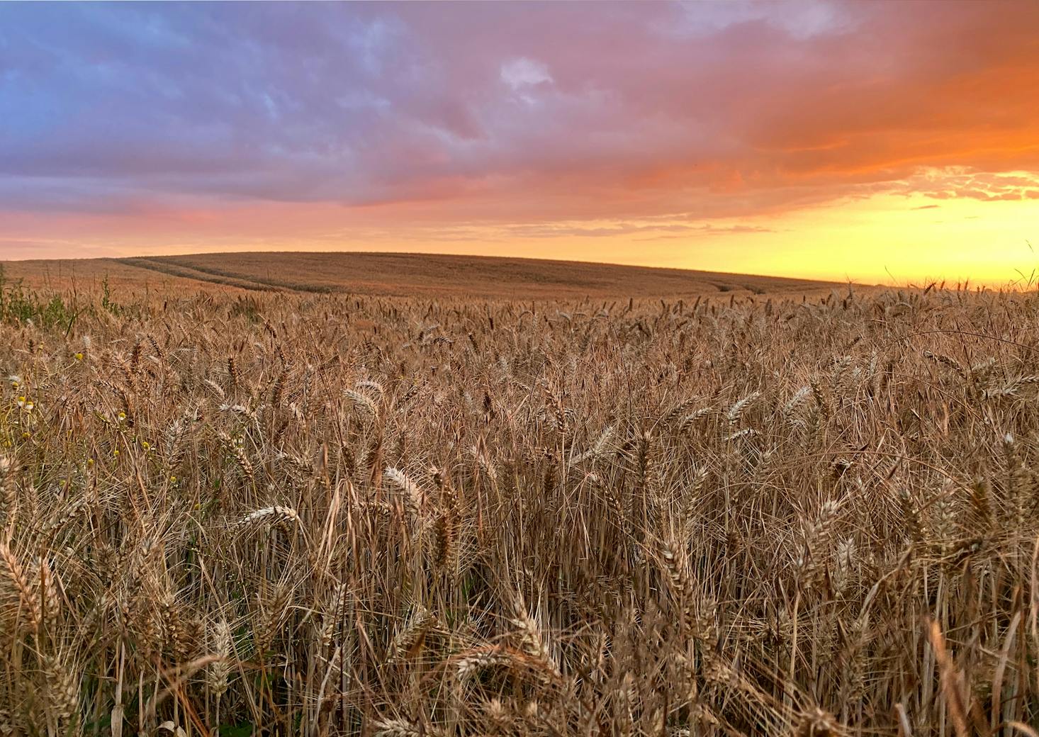 Sunset over field in York