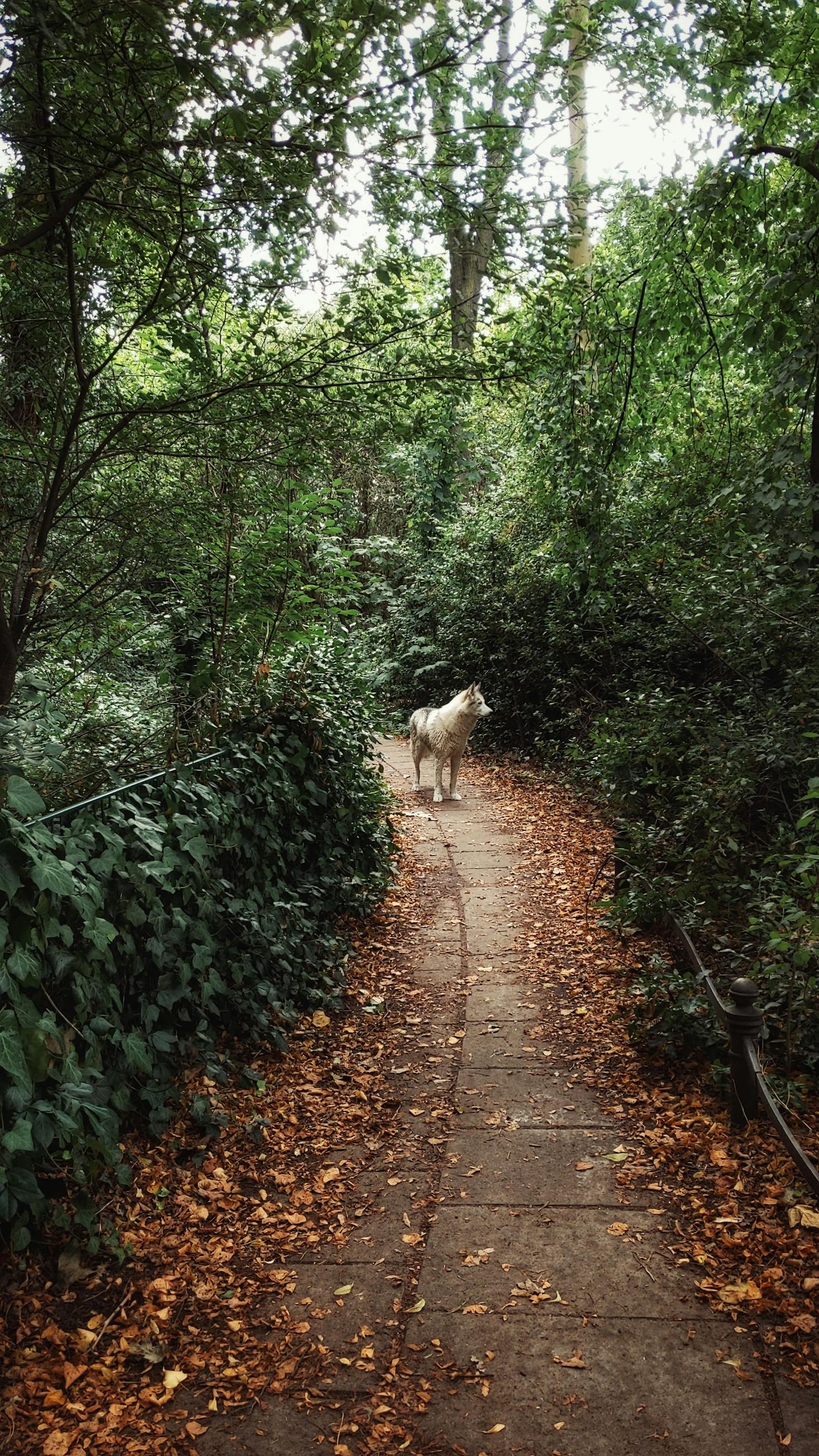 Forest trail in Berlin, Germany