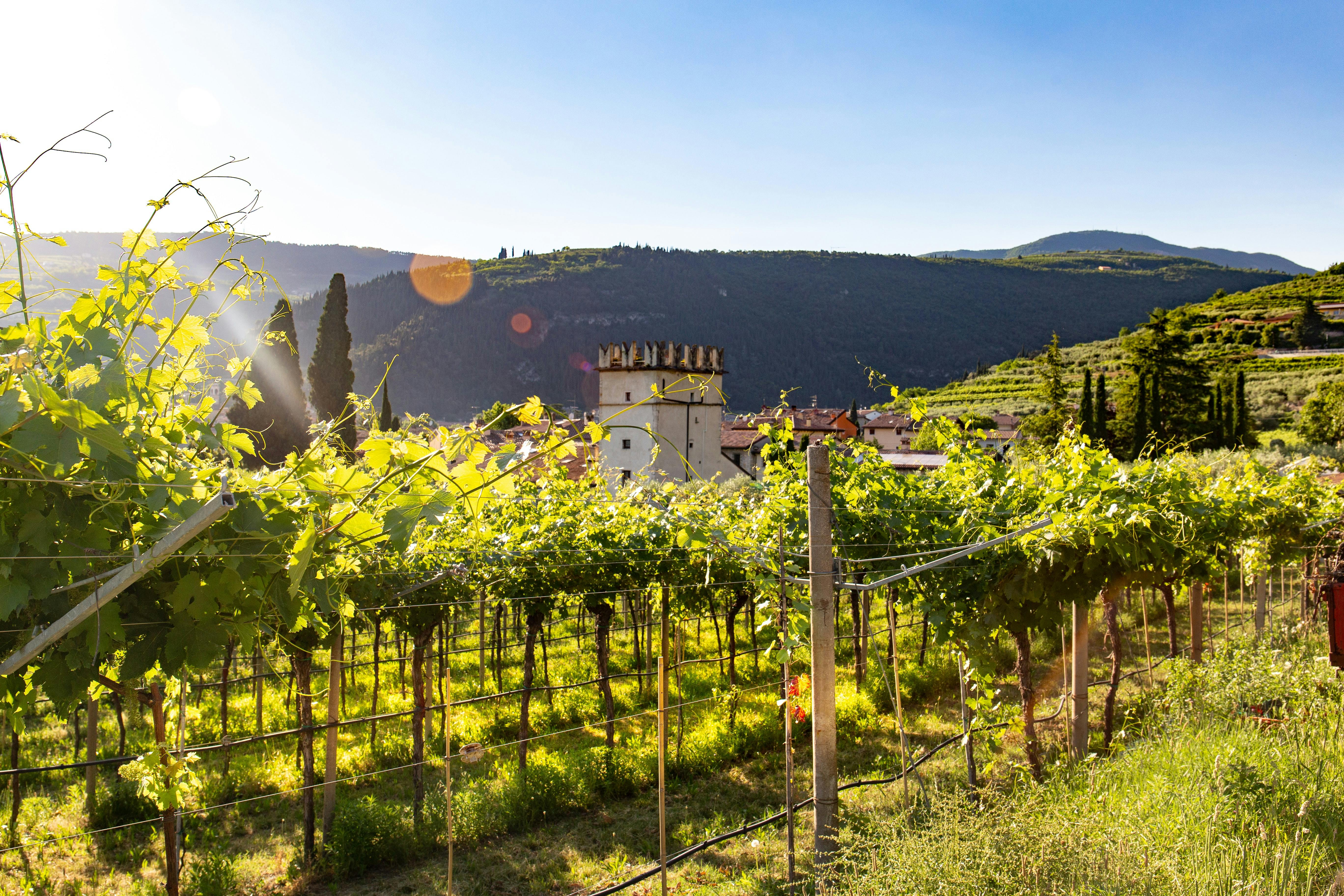 Valpolicella wineries near Verona