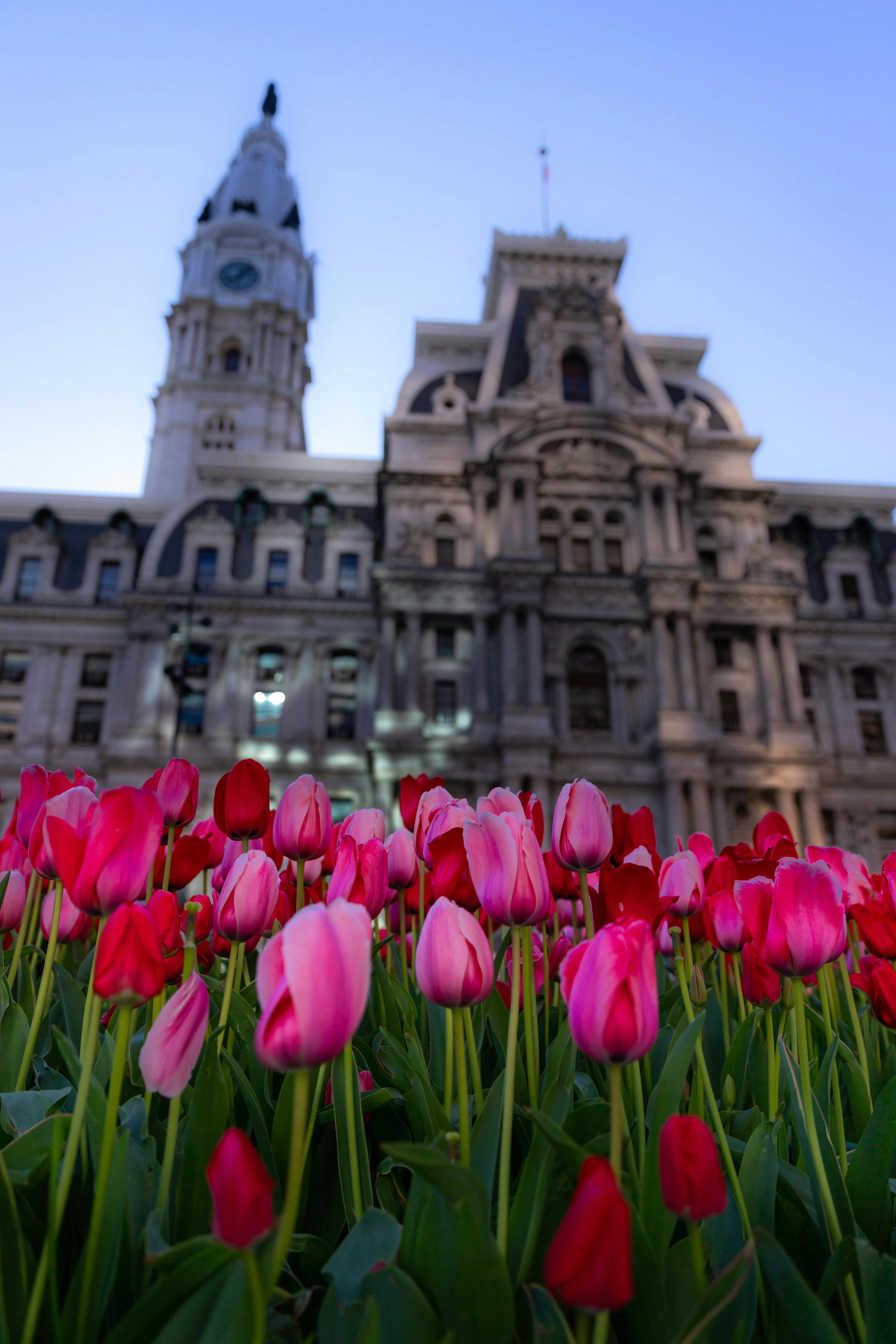 tulips in front of building