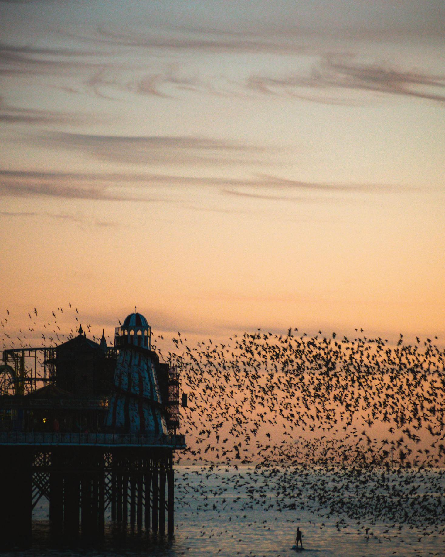 Starlings in Brighton