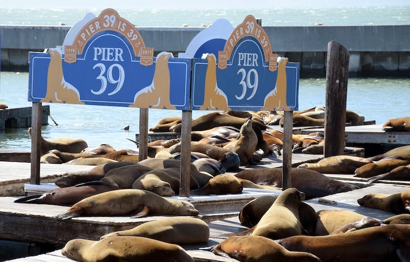 Pier 39 Luggage Storage Bounce 5.90 / Day Book Instantly