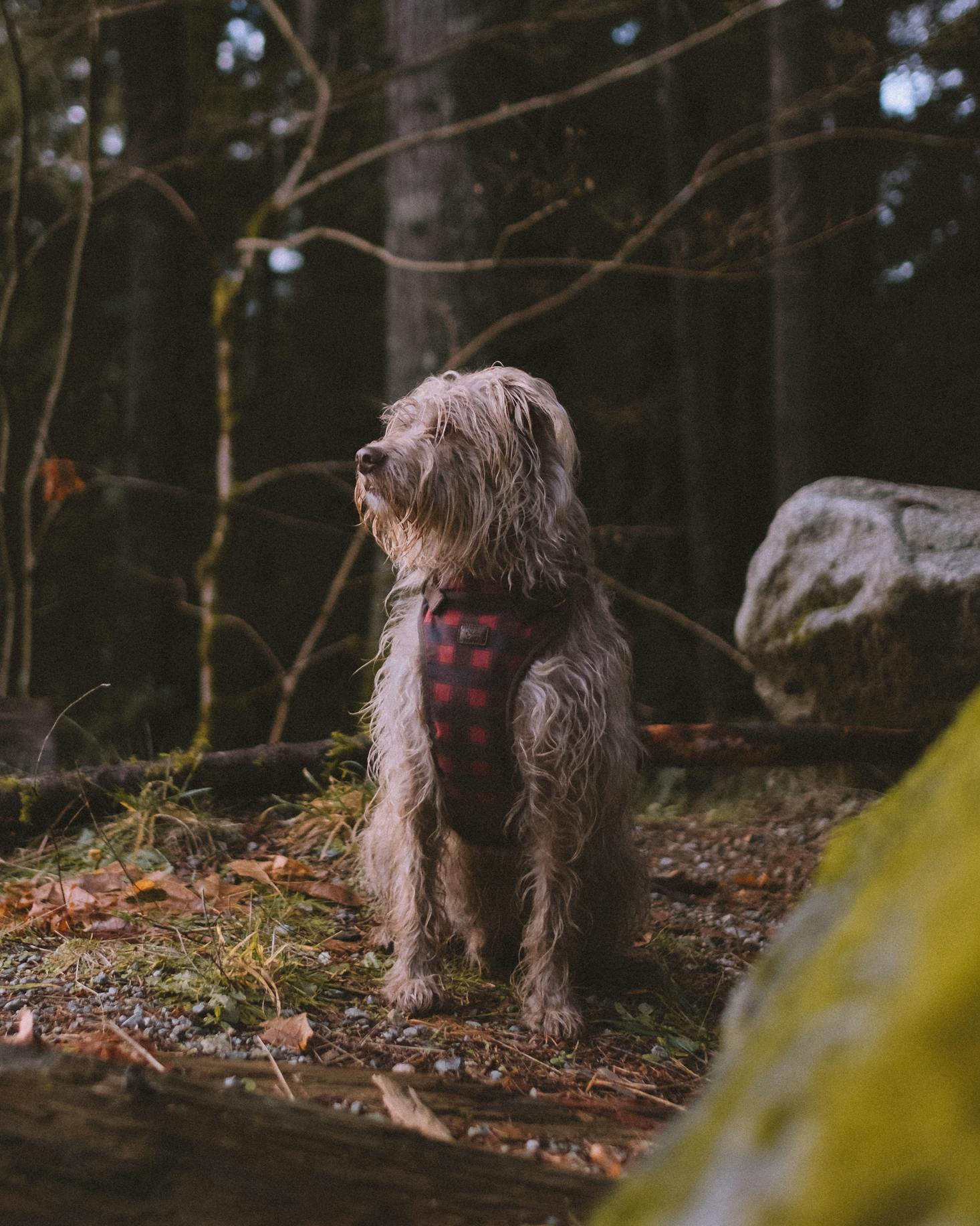 Dog hiking in Vancouver