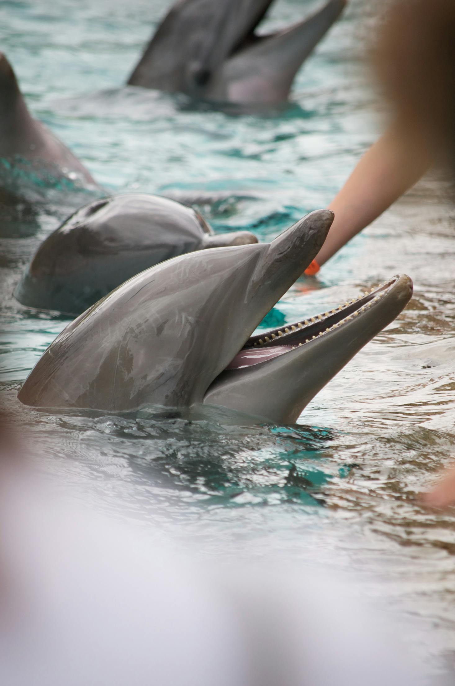 Two dolphins in the water at Sea World Gold Coast with their trainer in the background