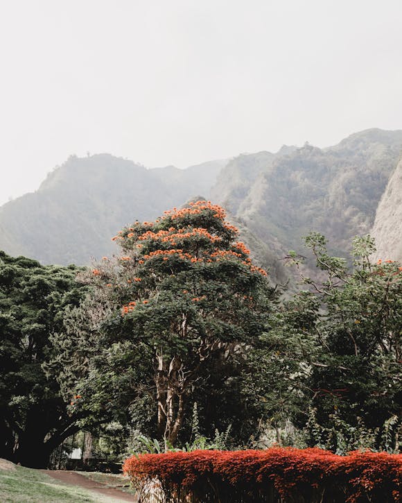 view of trees and mountains on Maui