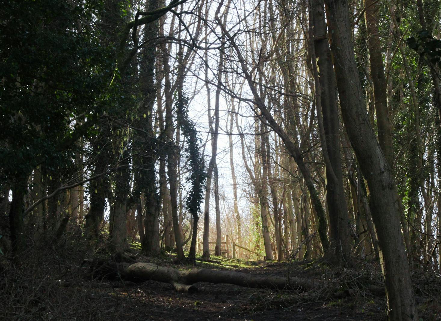 Misty forest in Brighton