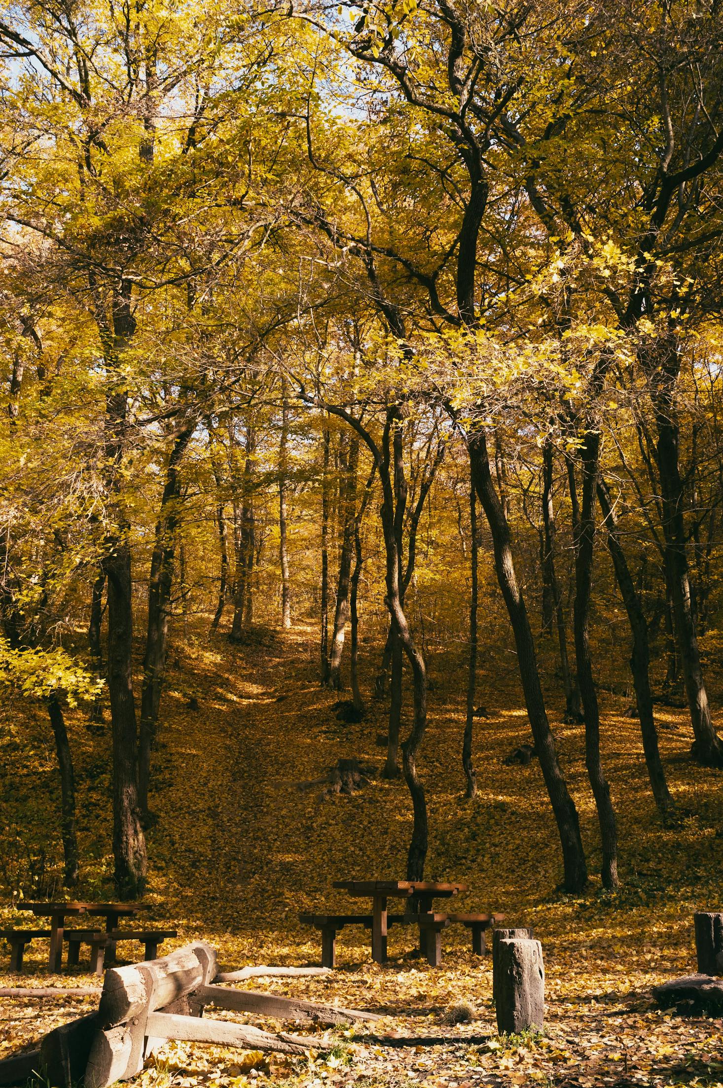 Forest trail in Budapest