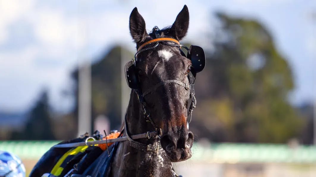 EVERYBODYLOVEDRAY will continue to work on his reprieve when he heads to Club Menangle on Saturday night